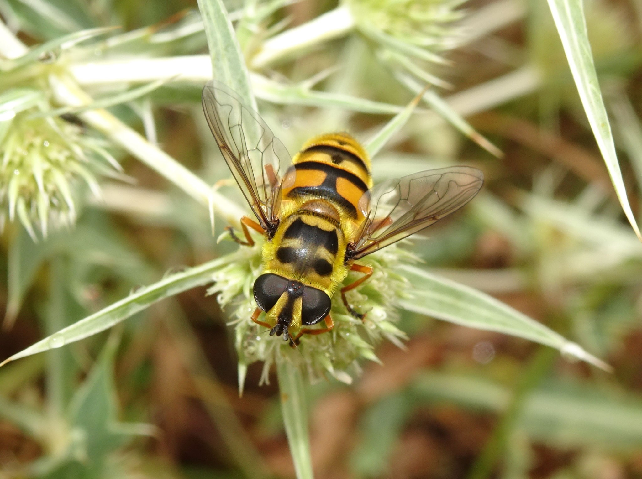 Totenkopfschwebfliege an Feld-Mannstreu