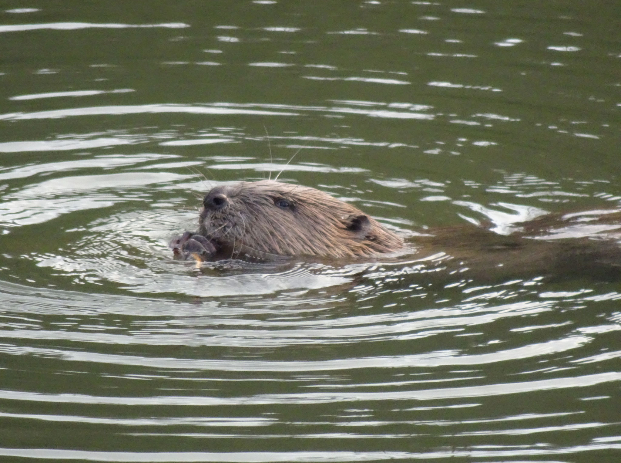 Biber (Foto: W.-D. Riexinger)