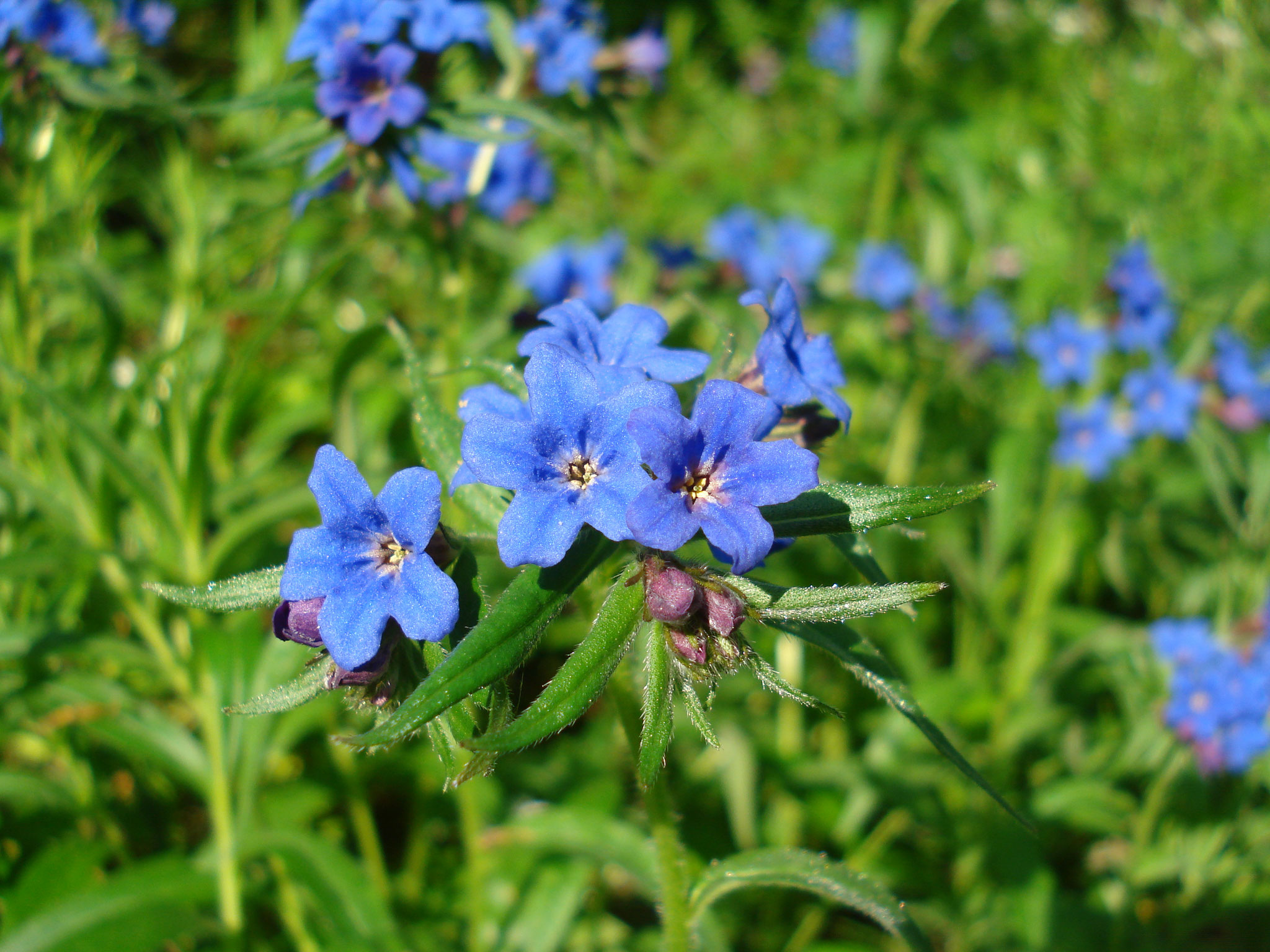Der Blaurote Steinsame wächst in wärmebegünstigen Eichenwäldern