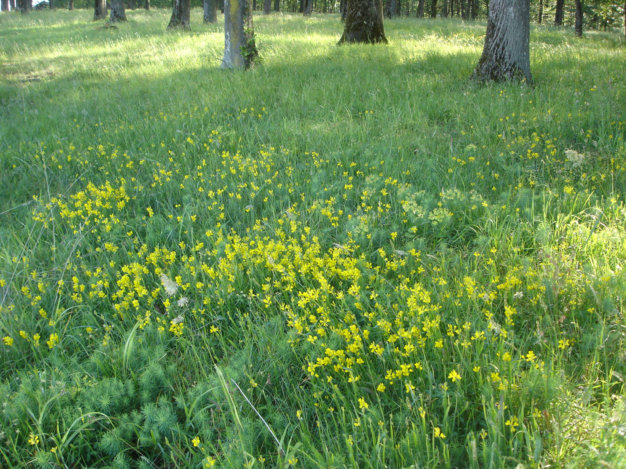 Flügelginster-Bestand im Hudewald Foto Riexinger