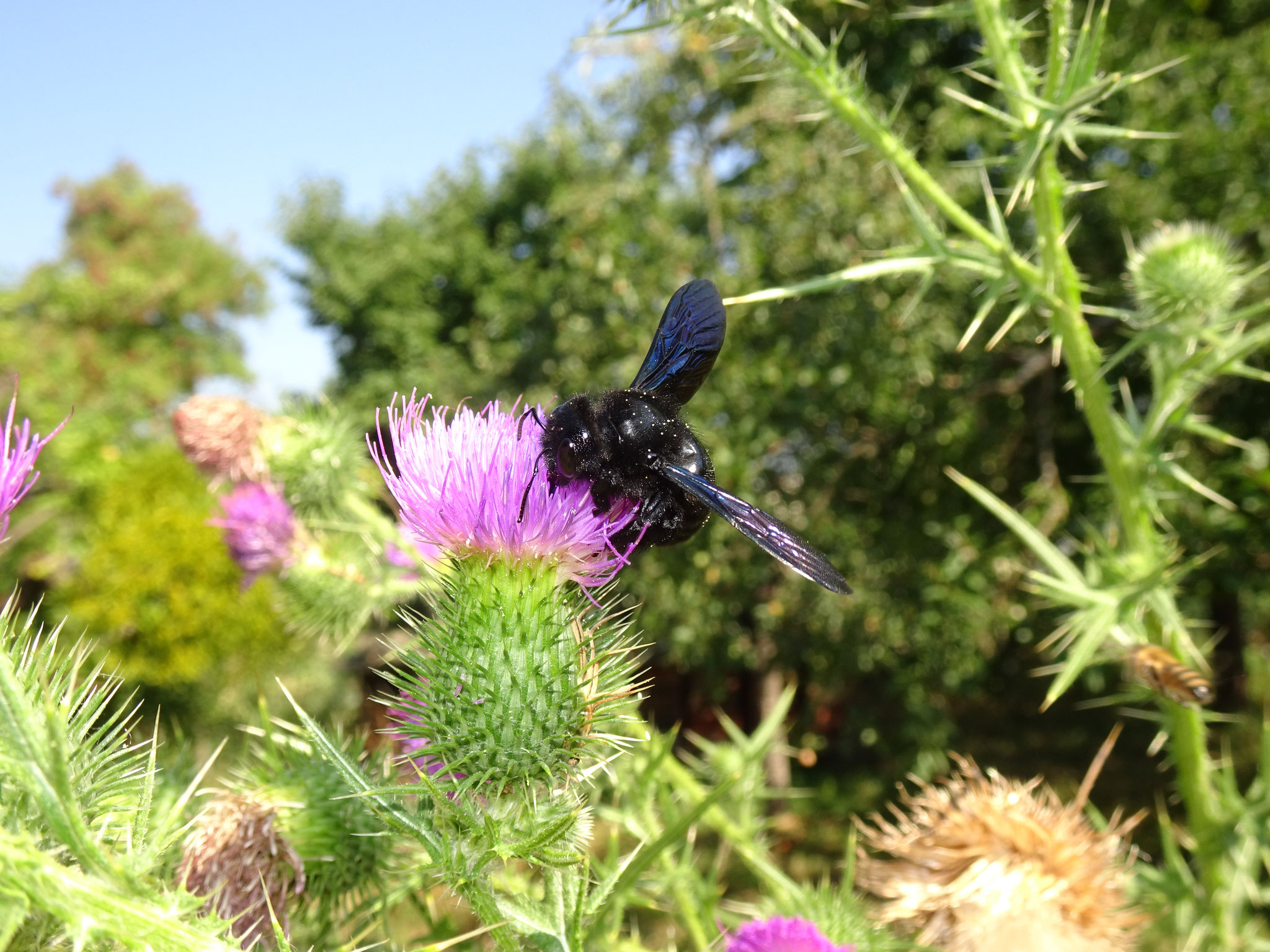 Blauschwarze Holzbiene an Gemeiner Distel