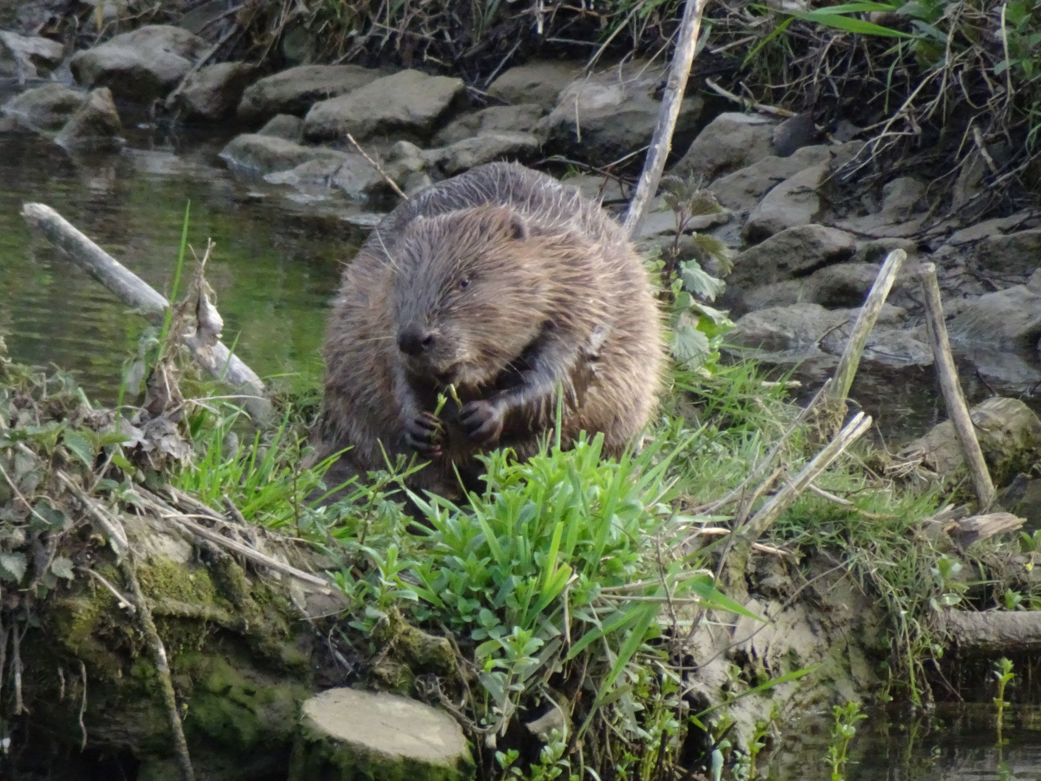 Biber (Foto: W.-D. Riexinger)