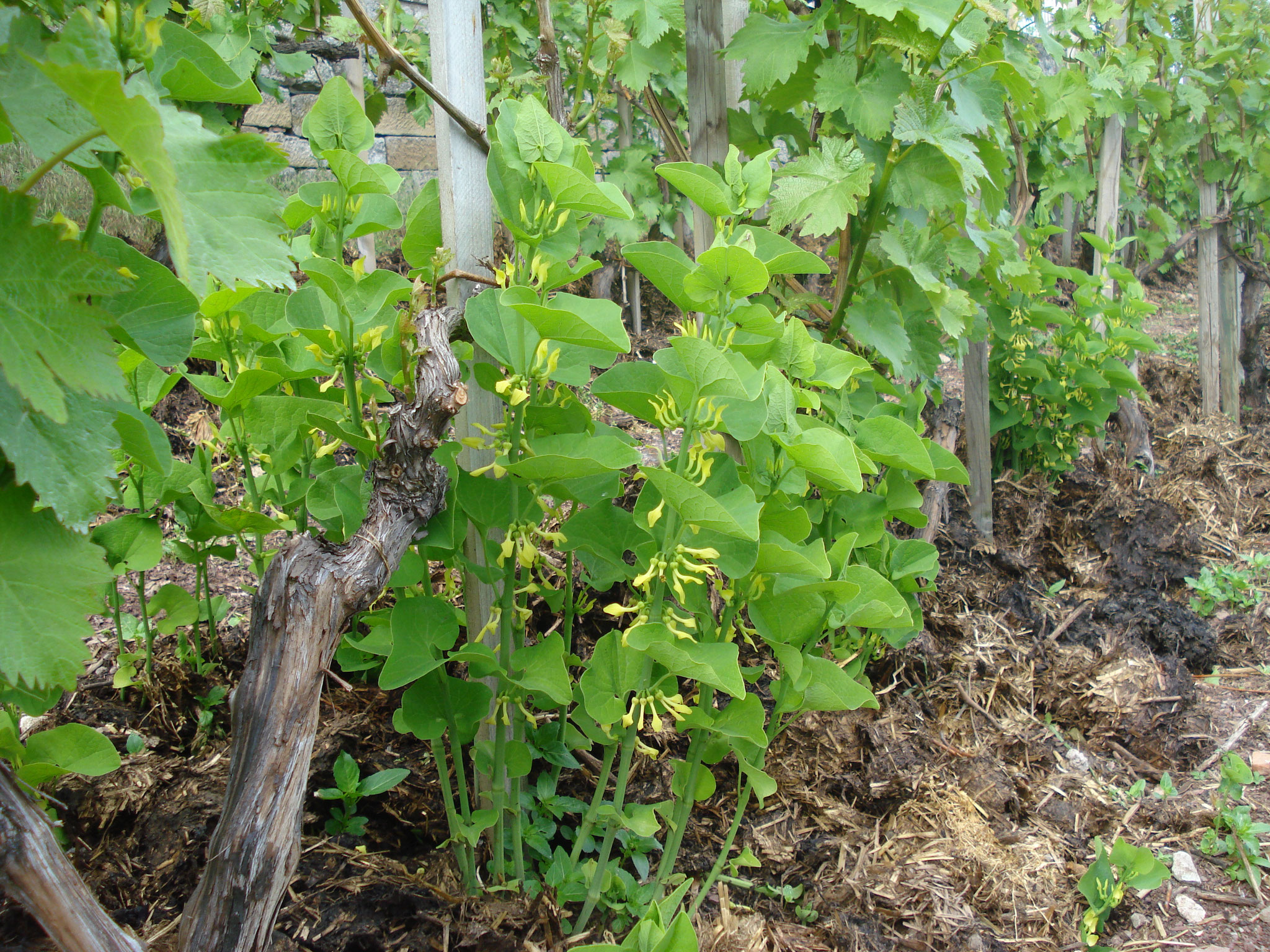 Osterluzei in Weinberg Foto Riexinger