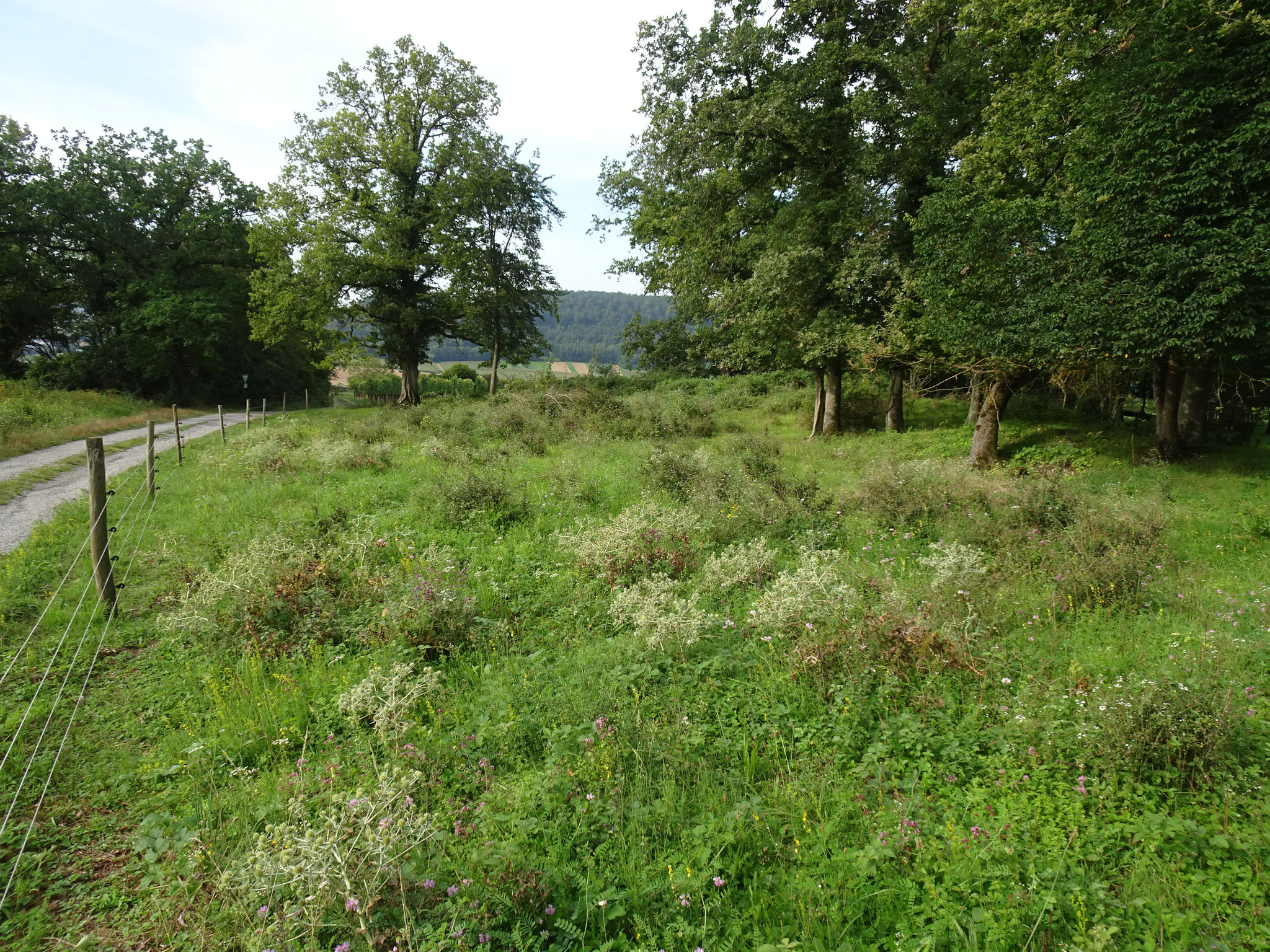 Das Naturdenkmal Steppenheide Michaelsberg beherbergt den größten Feld-Mannstreu-Bestand im Landkreis HN
