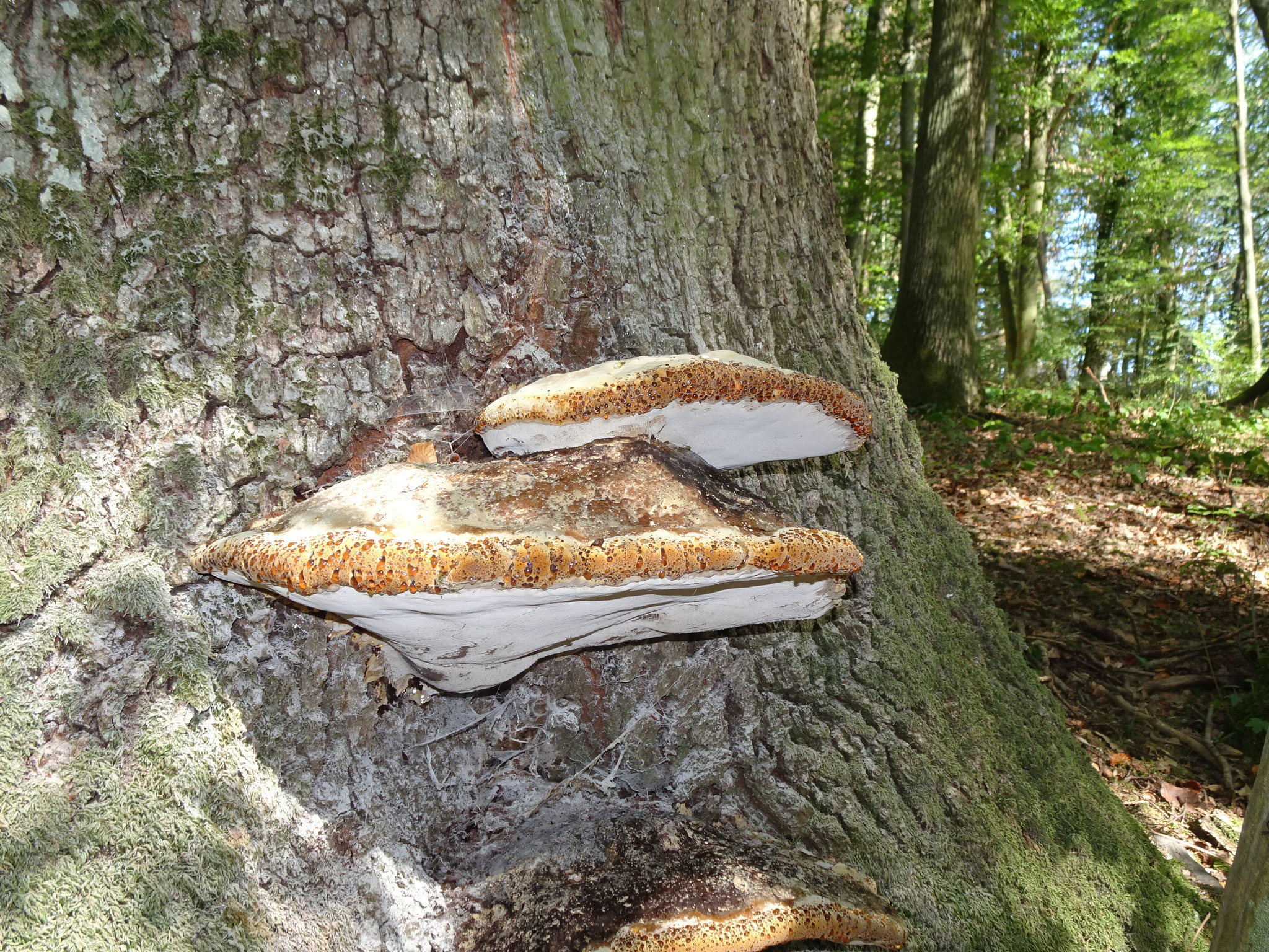 Tropfender Schillerporling an absterbender Eiche