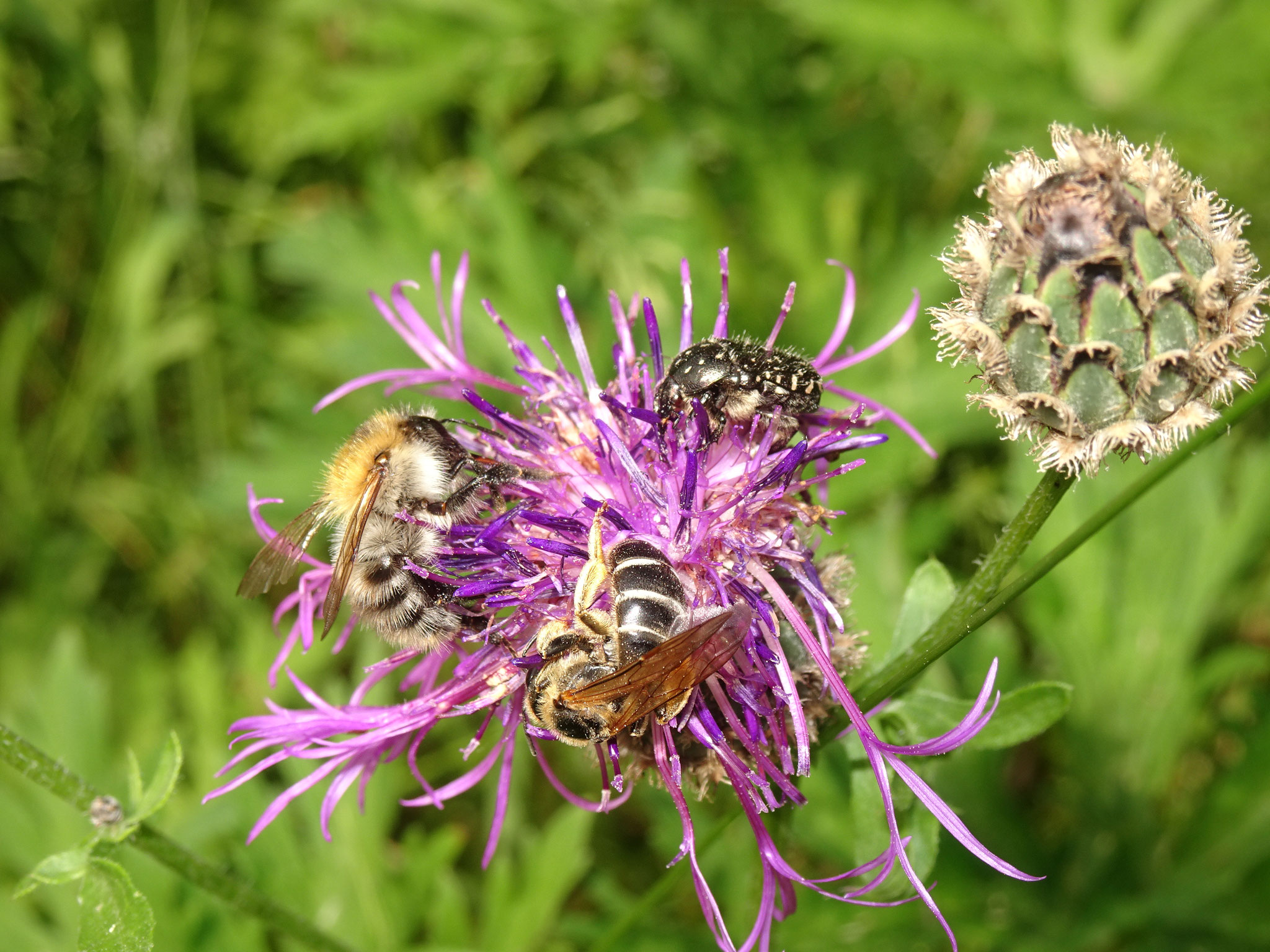 Ackerhummel Vierbindige Furchenbiene Trauer-Rosenkäfer an Flockenblume