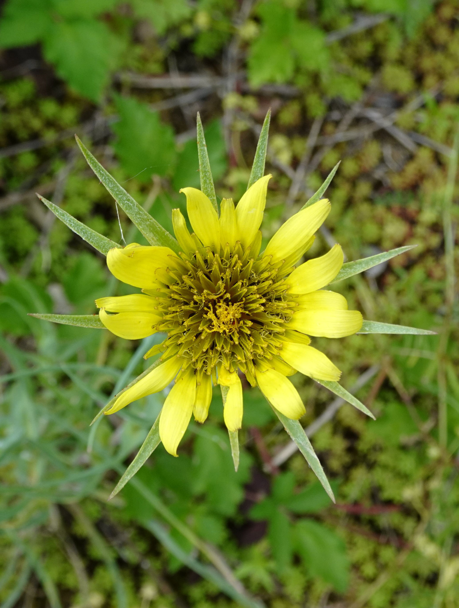 Großer Bocksbart