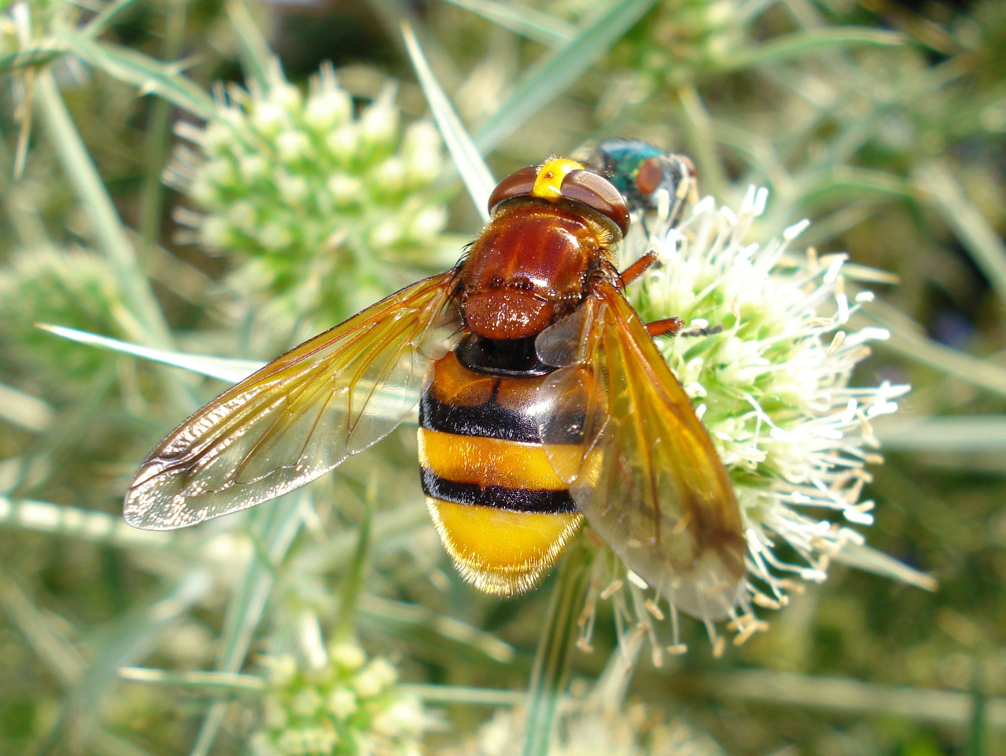 Hornissenschwebfliege an Feld-Mannstreu