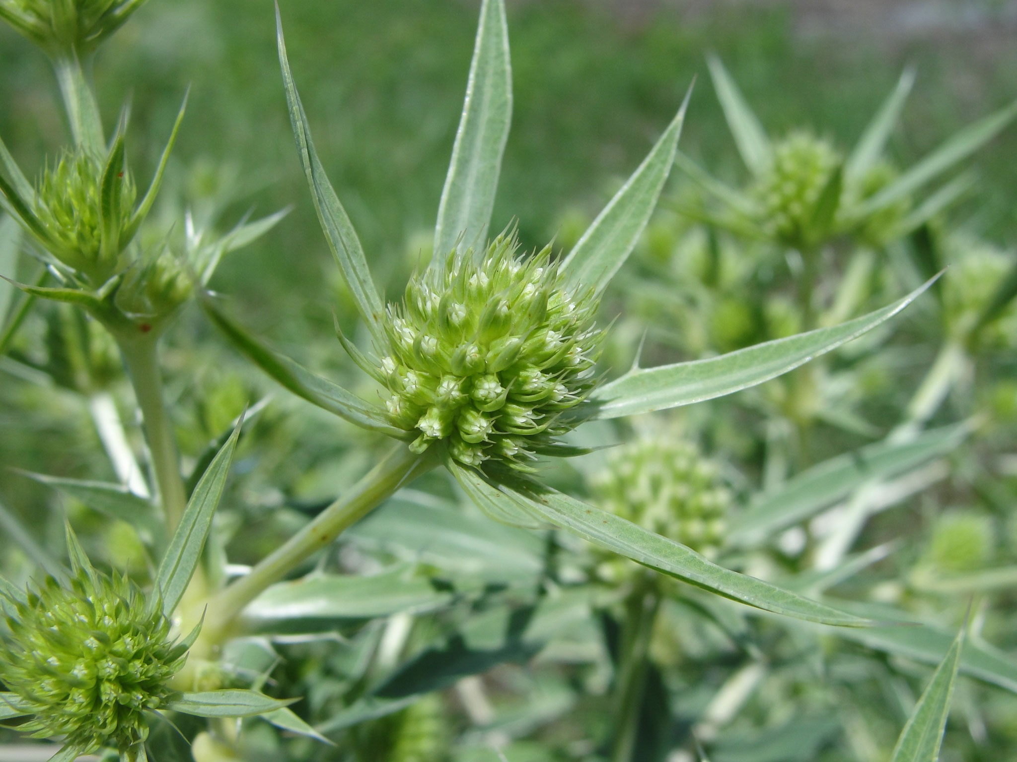 Feld-Mannstreu Blüte 2