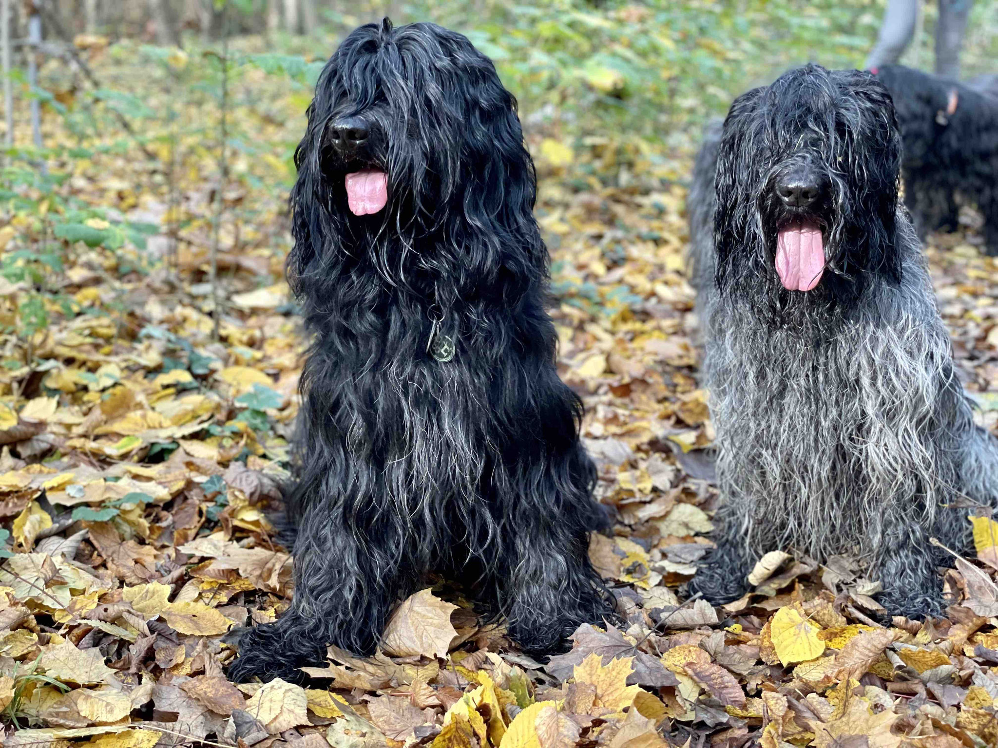 Bero und sein Papa Cooper 