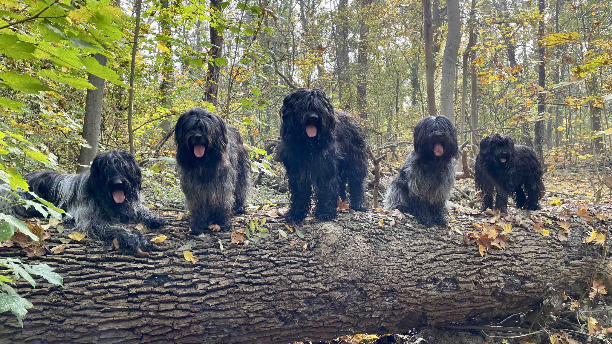 Iggy und Bero im Auwald mit den Auwaldwuffeln v.l.n.r. Cooper, Jane, Bero, Iggy, Biina