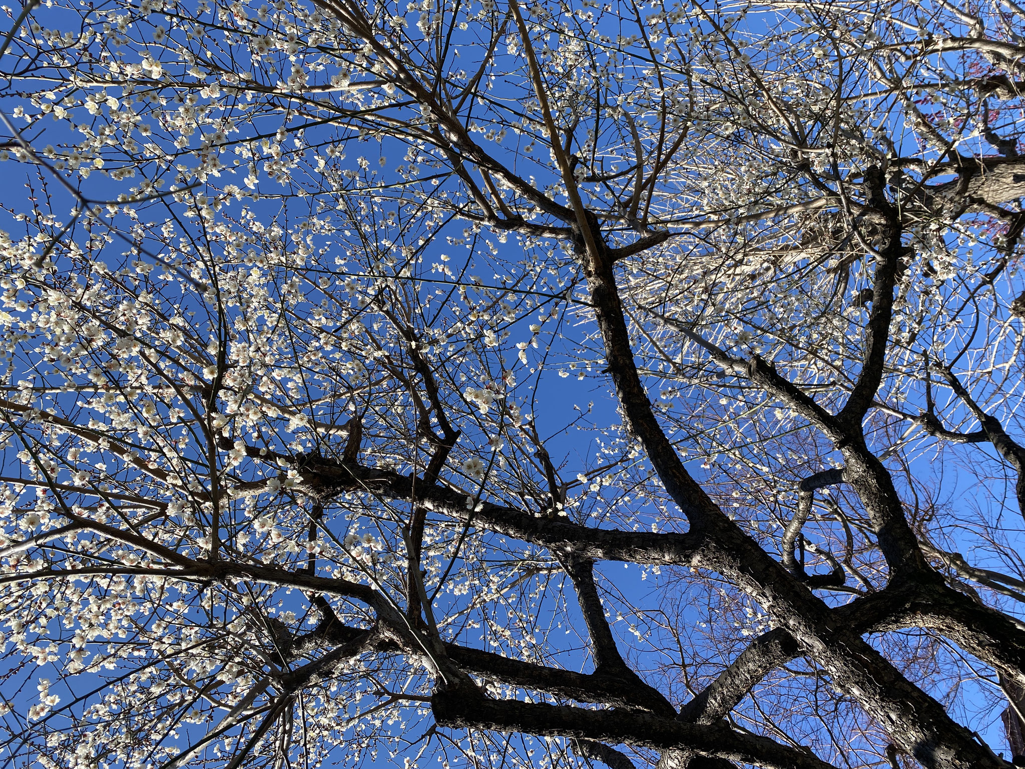 ２月に入り、園庭の梅は紅白共に満開を迎えました。