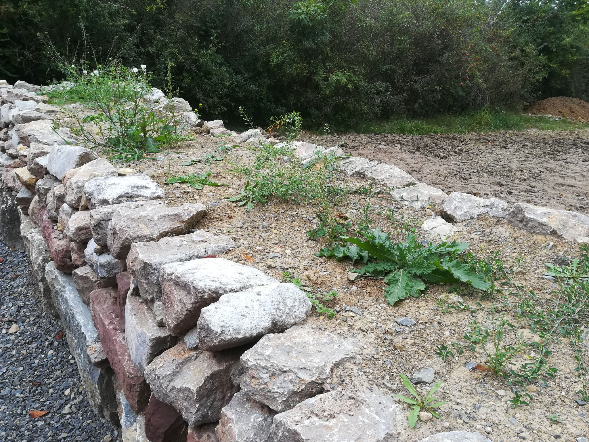 Spontanvegetation auf der Trockenmauer