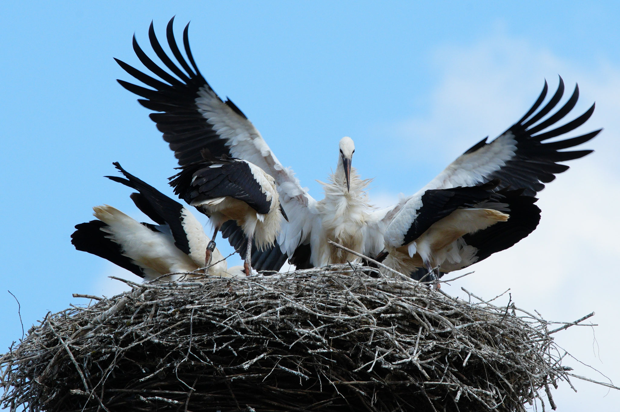 Es wird eng im Nest