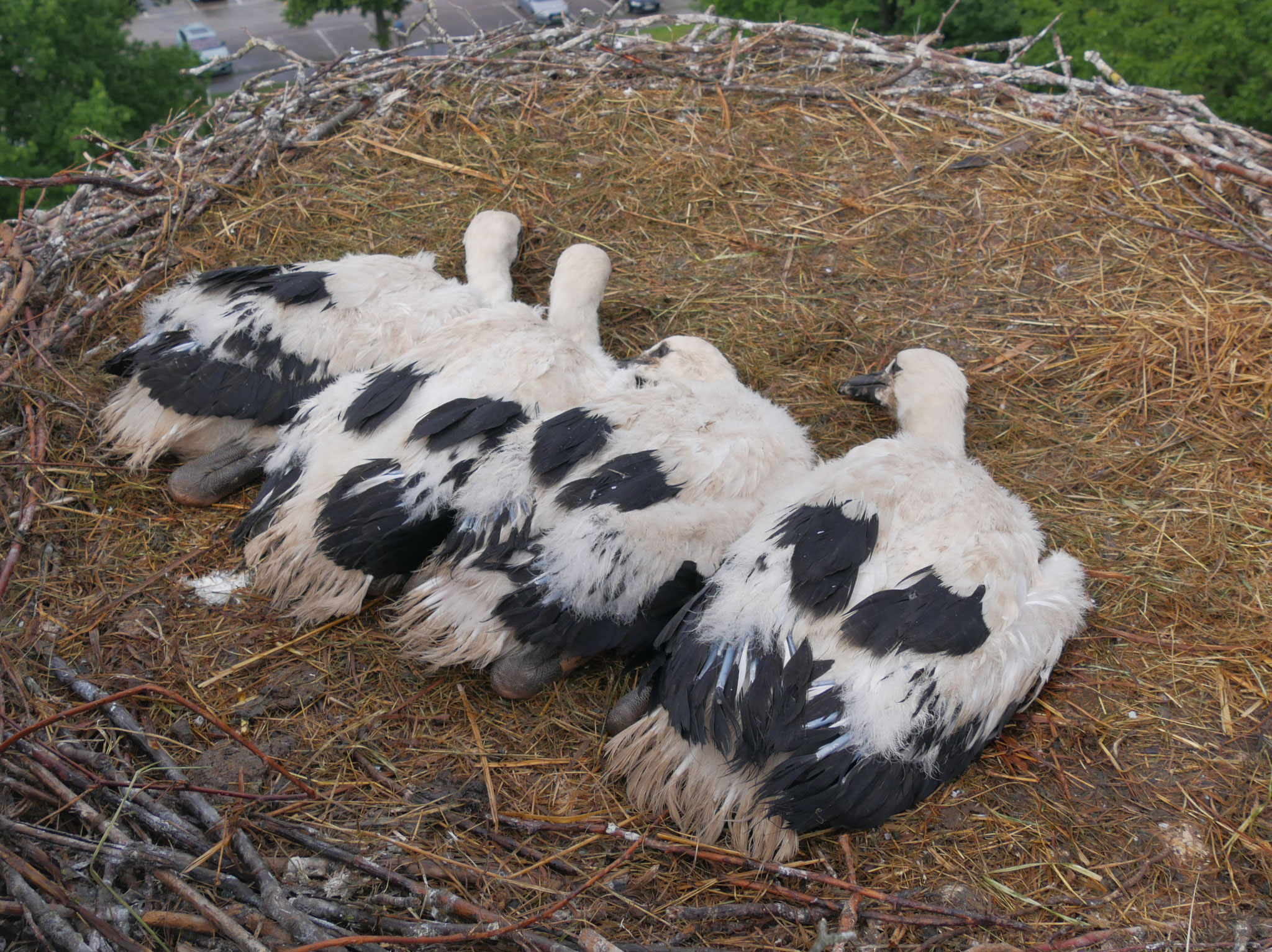 Alle 4 wieder im Nest