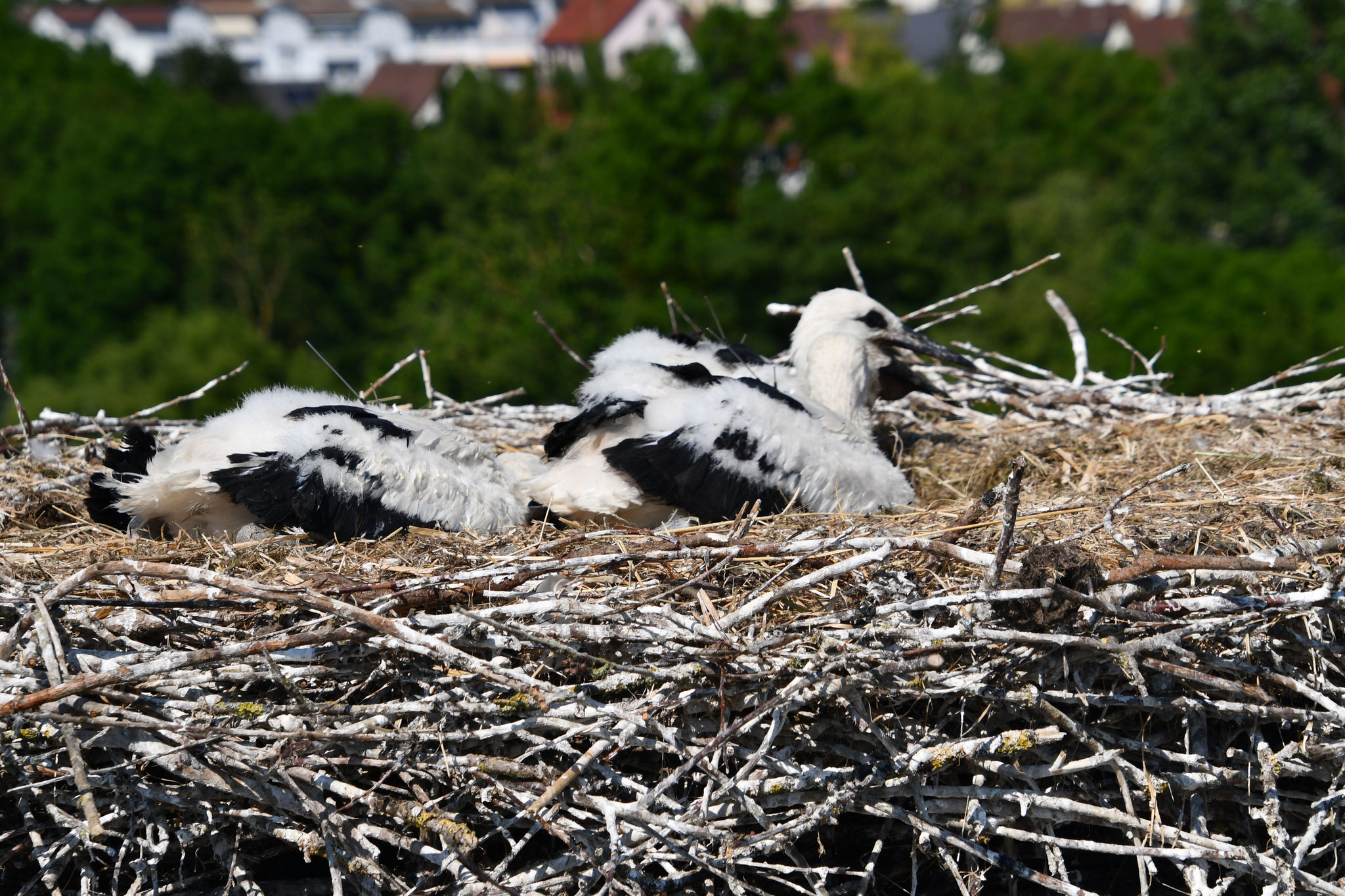 Ein letzter Blick ins Nest