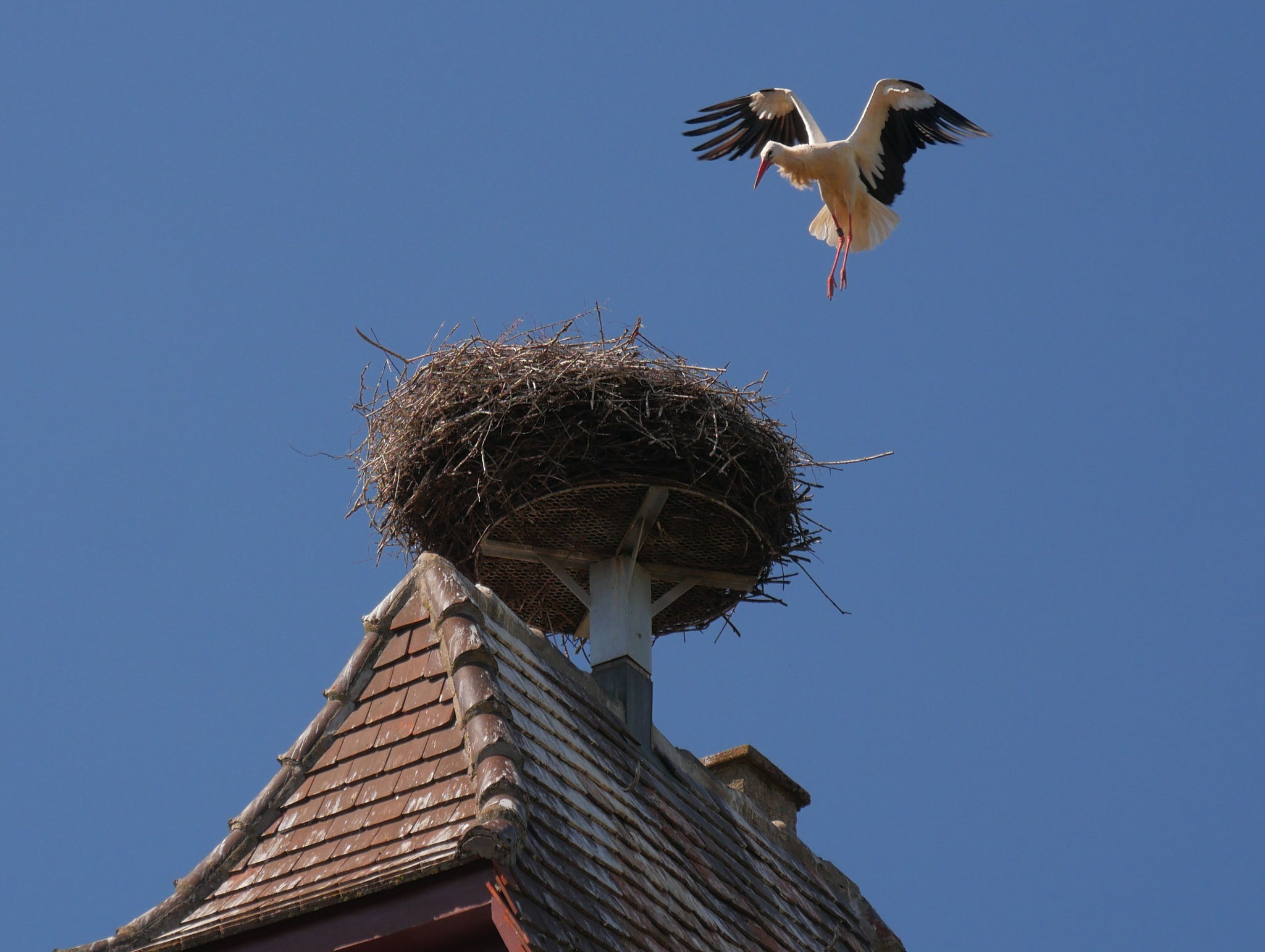 Leon umkreiste die ganze Zeit das Nest und landete gleich