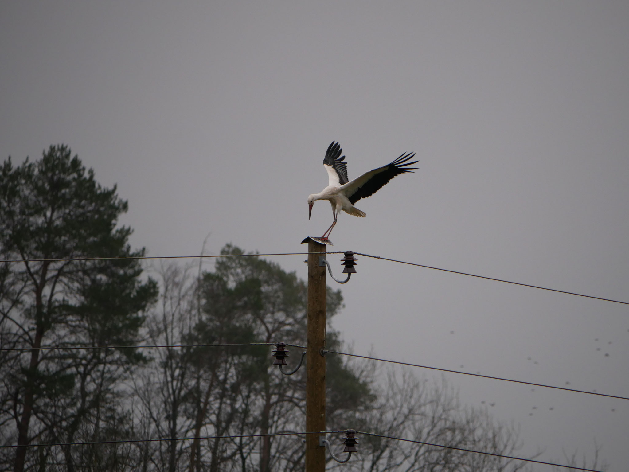 Trick nächtigt auf einem Holzmast bei Schafhausen