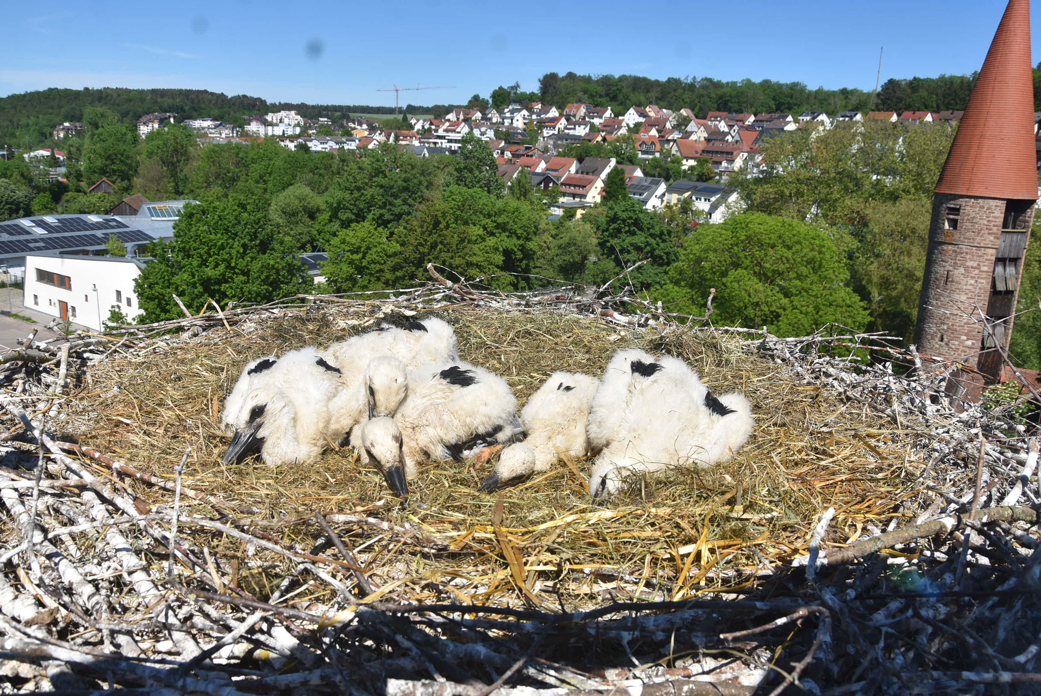 Der Ausblick vom Nest ist grandios