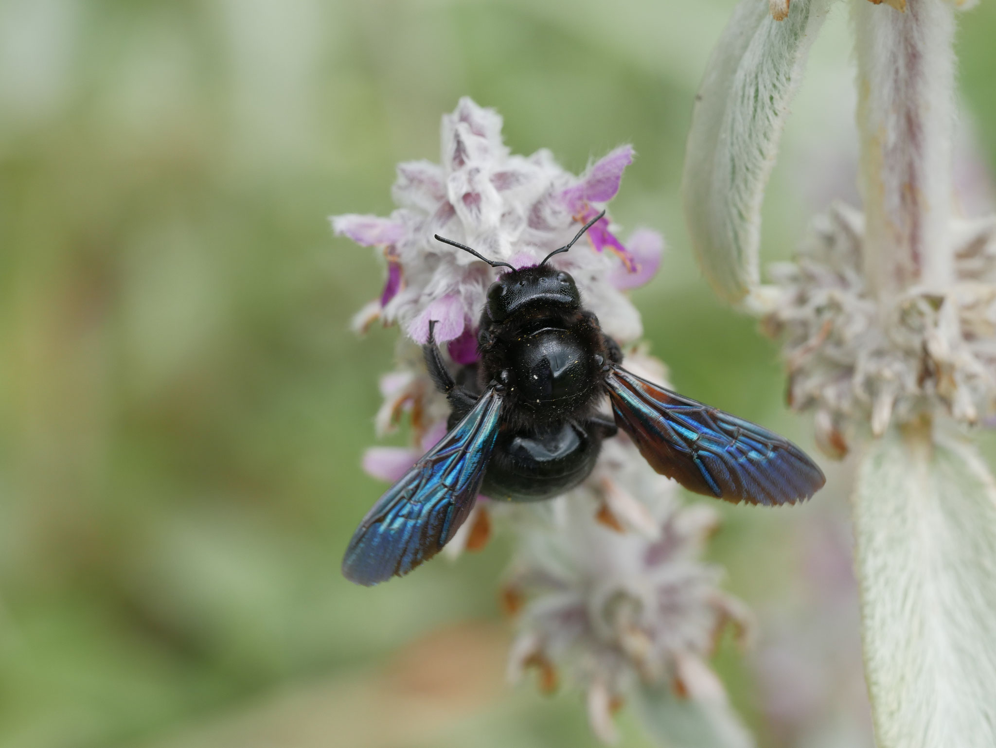 Blaue Holzbiene