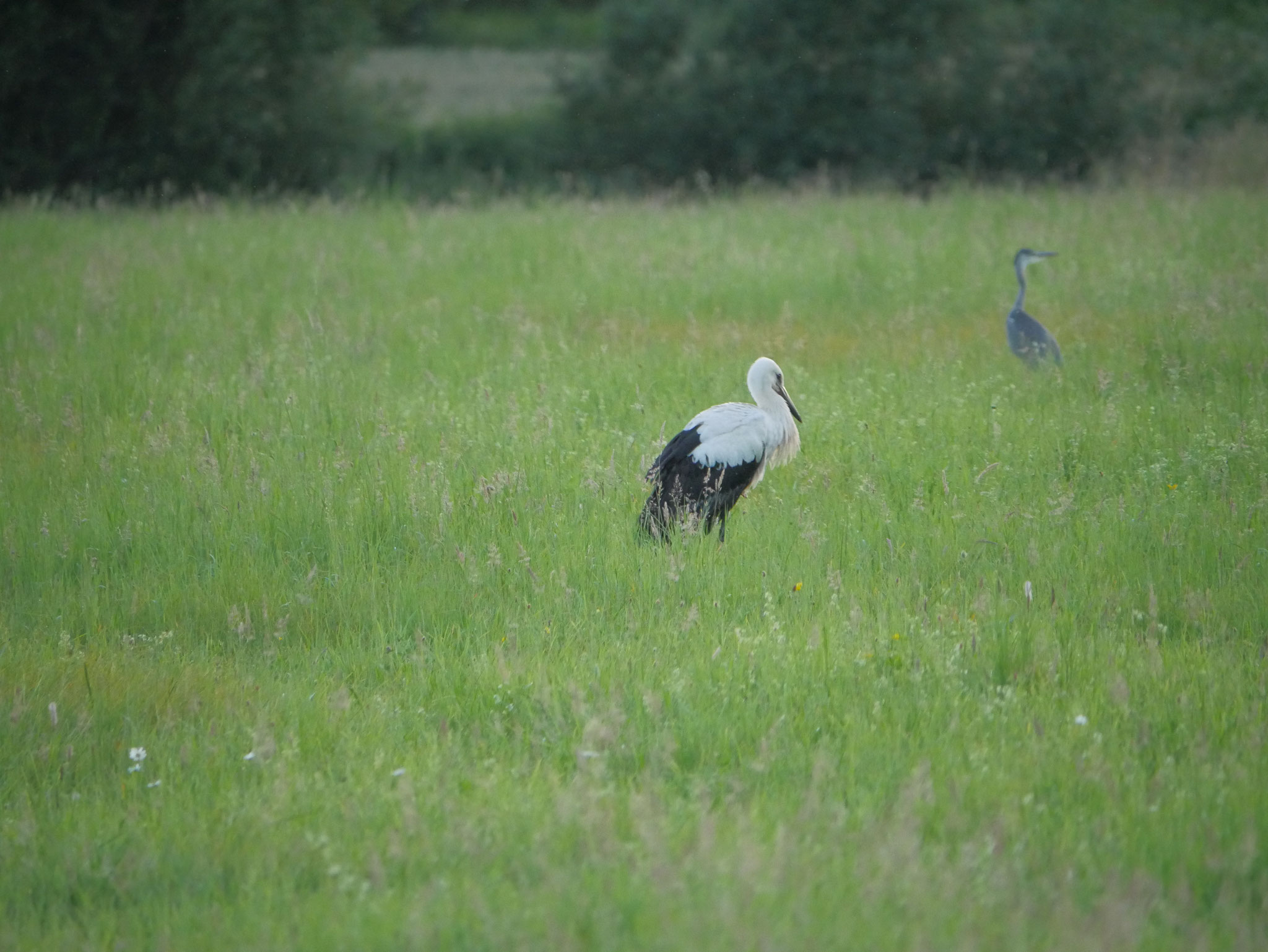 Abends auf der Wiese mit den Graureihern