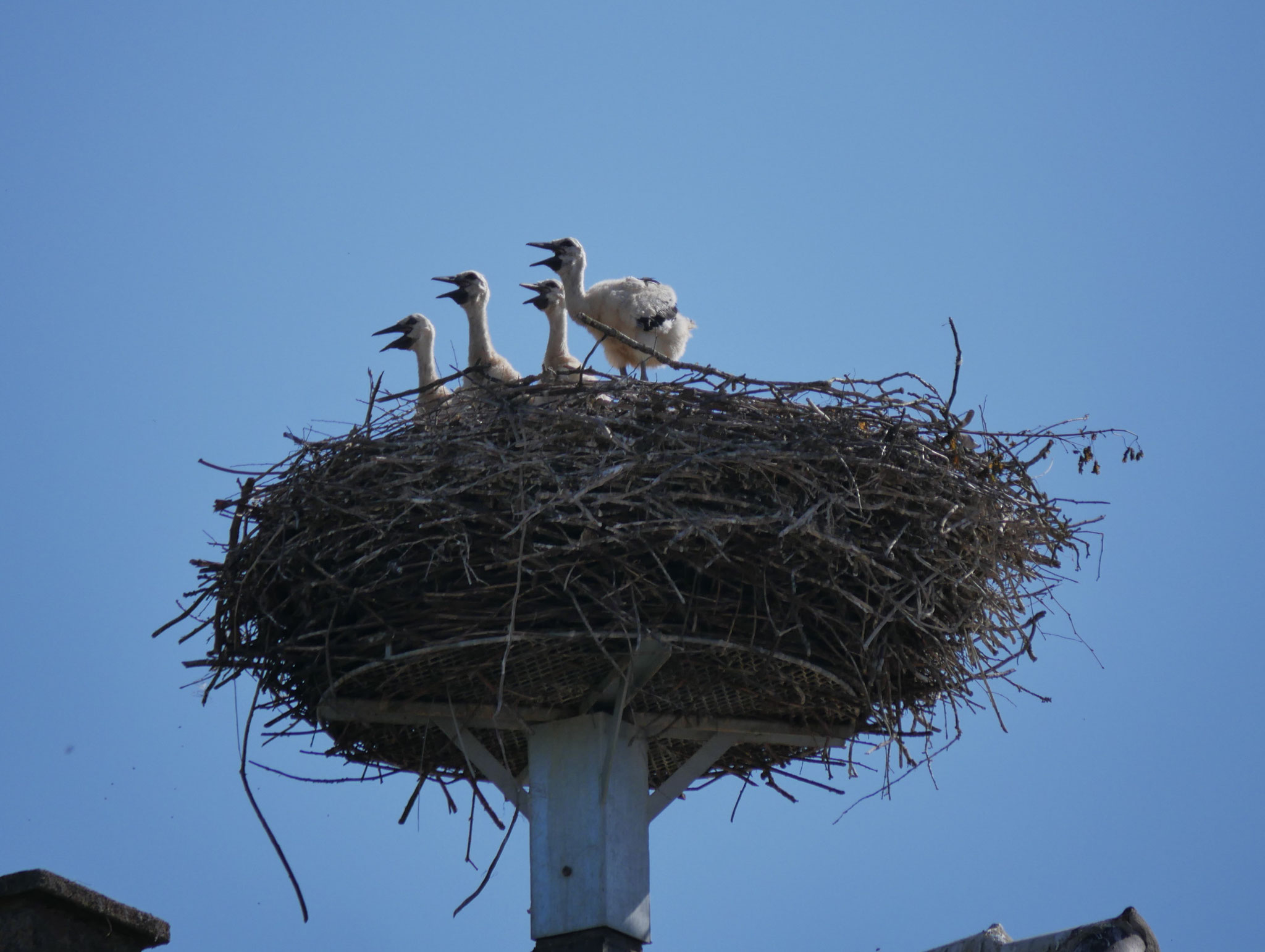 Das Quartett am 31.5.