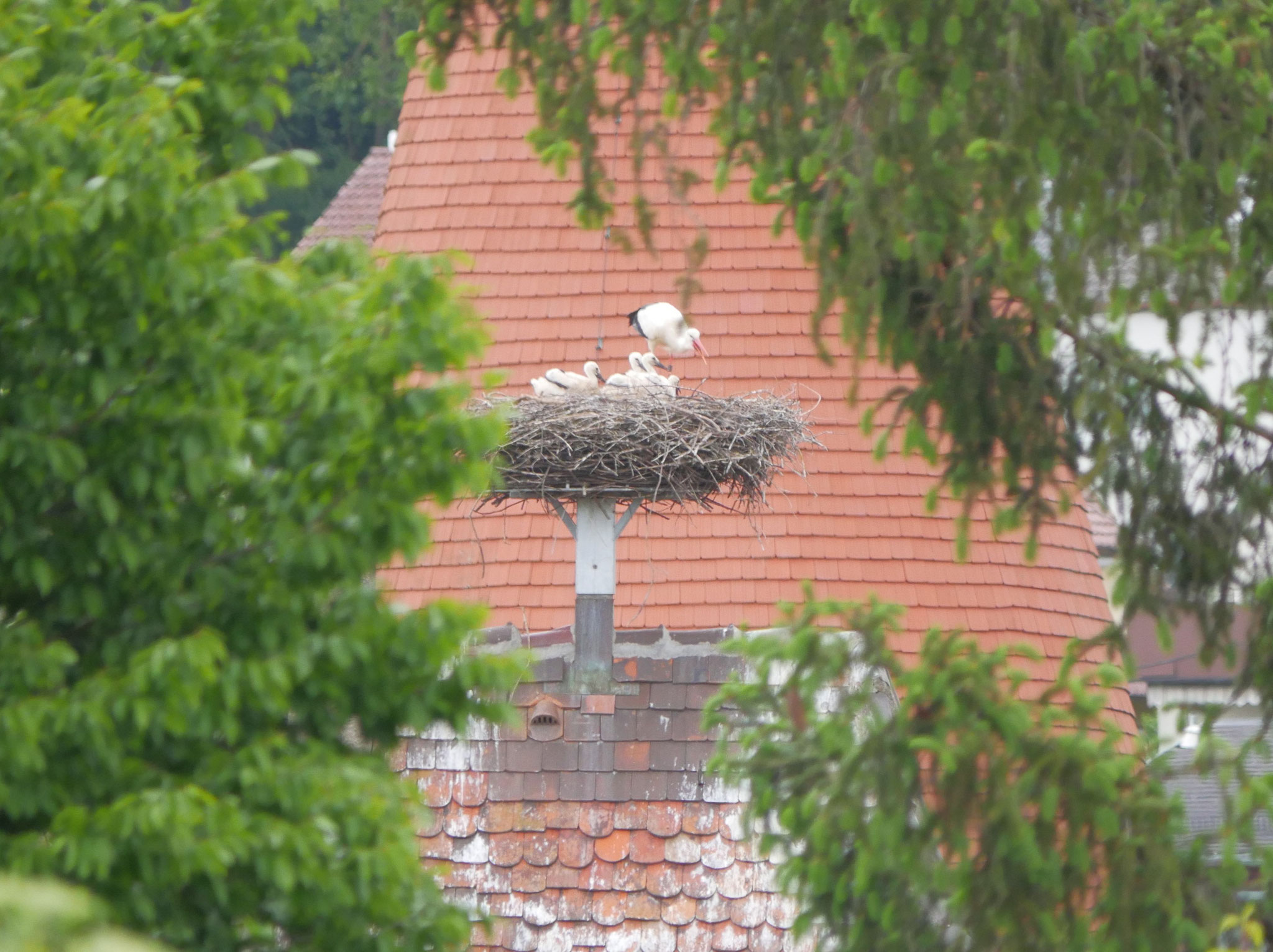 Ein Nest voller Störche