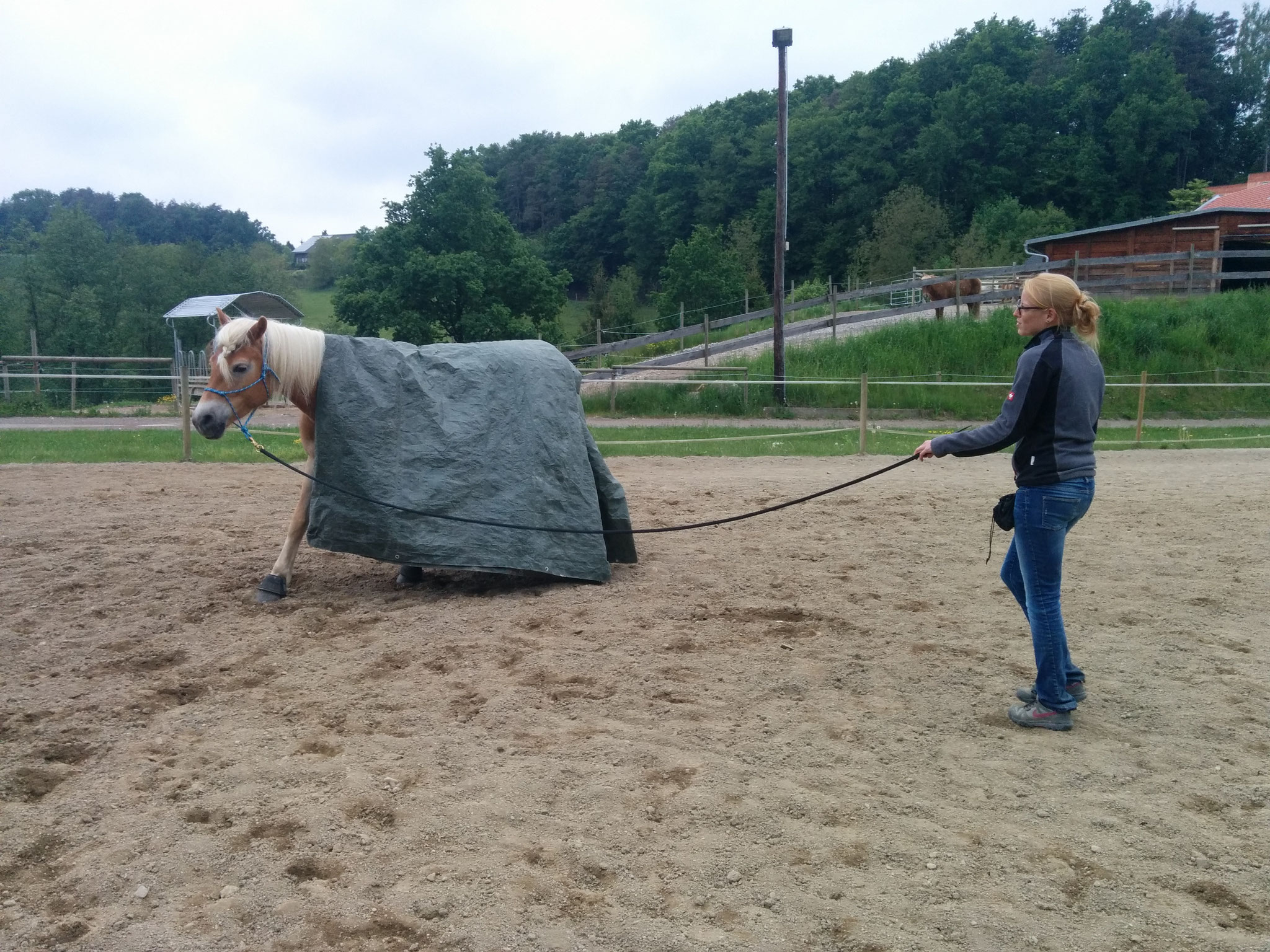 TrickyHorse Natural Horsemanship - Planentraining