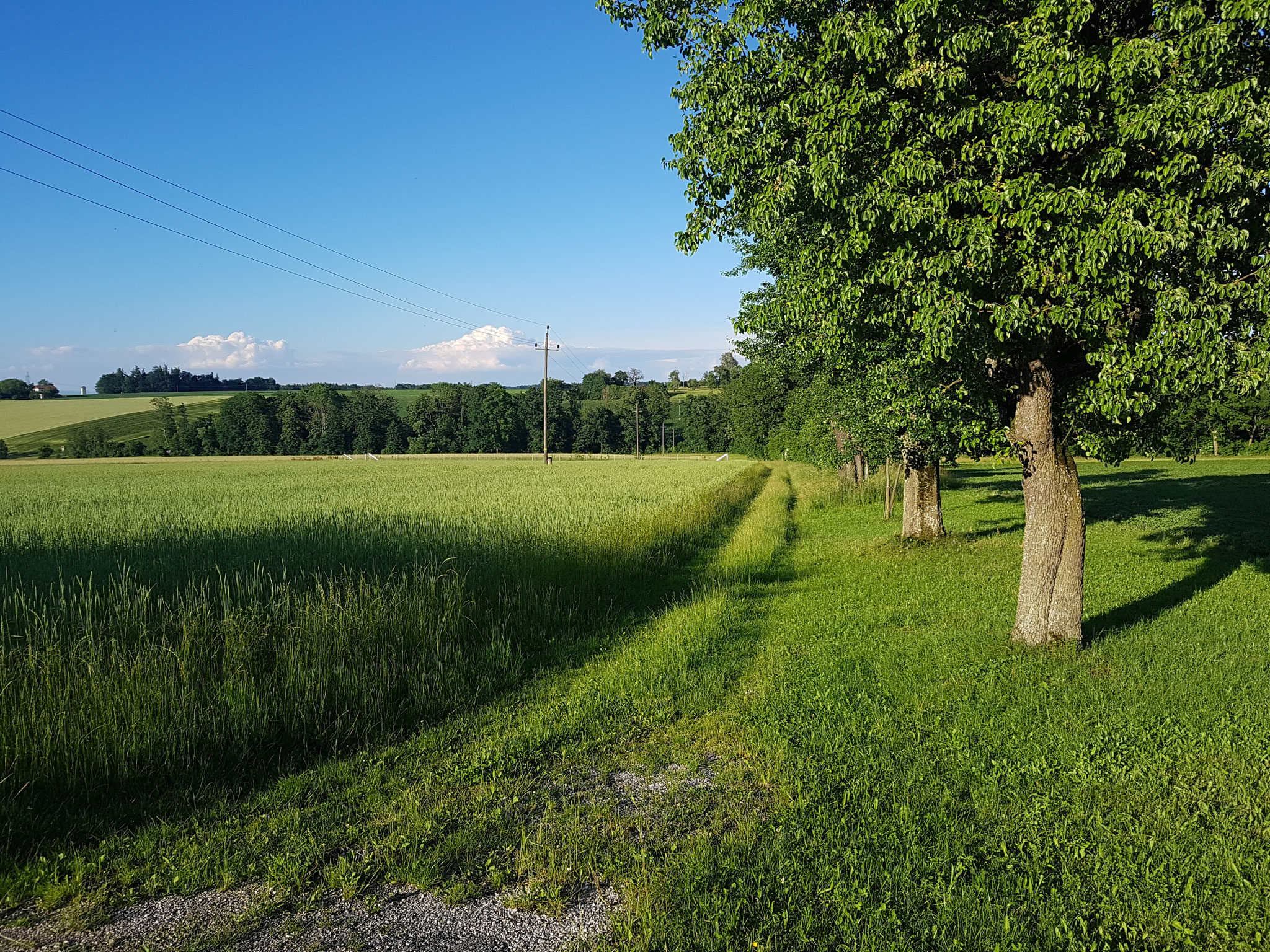 Dinkelfeld, Feldweg und Streuobstwiese