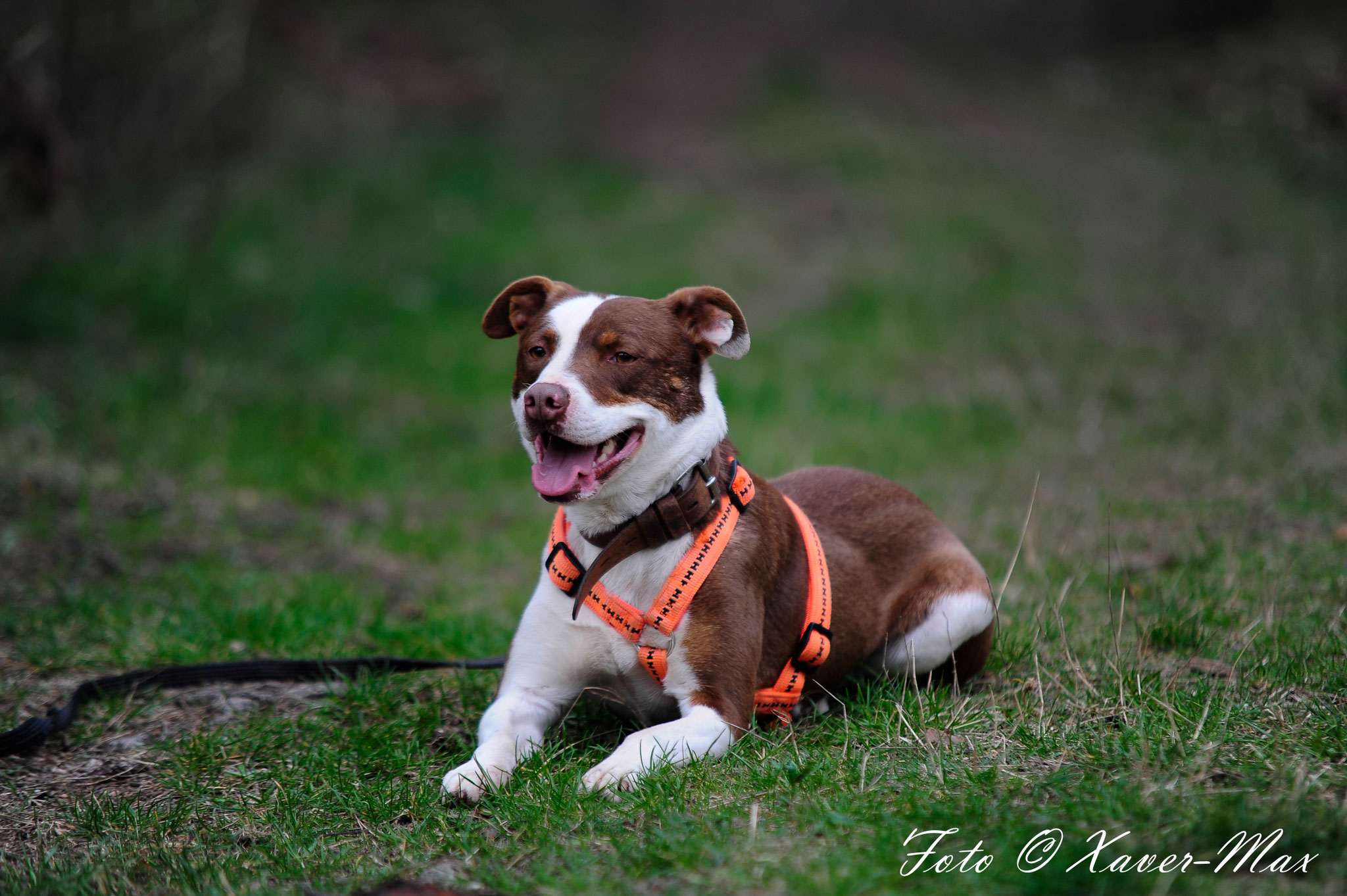 Caruso Aktiv für Hunde in Not