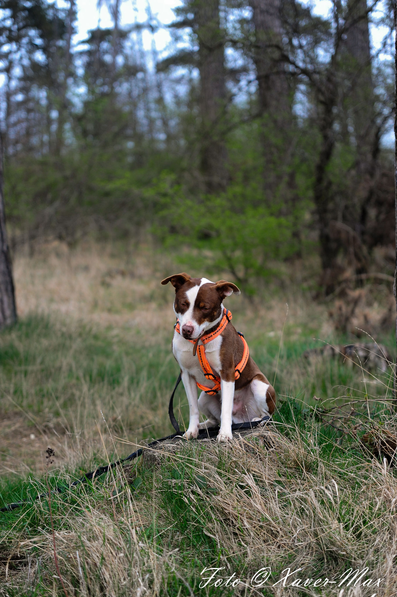 Caruso Aktiv für Hunde in Not