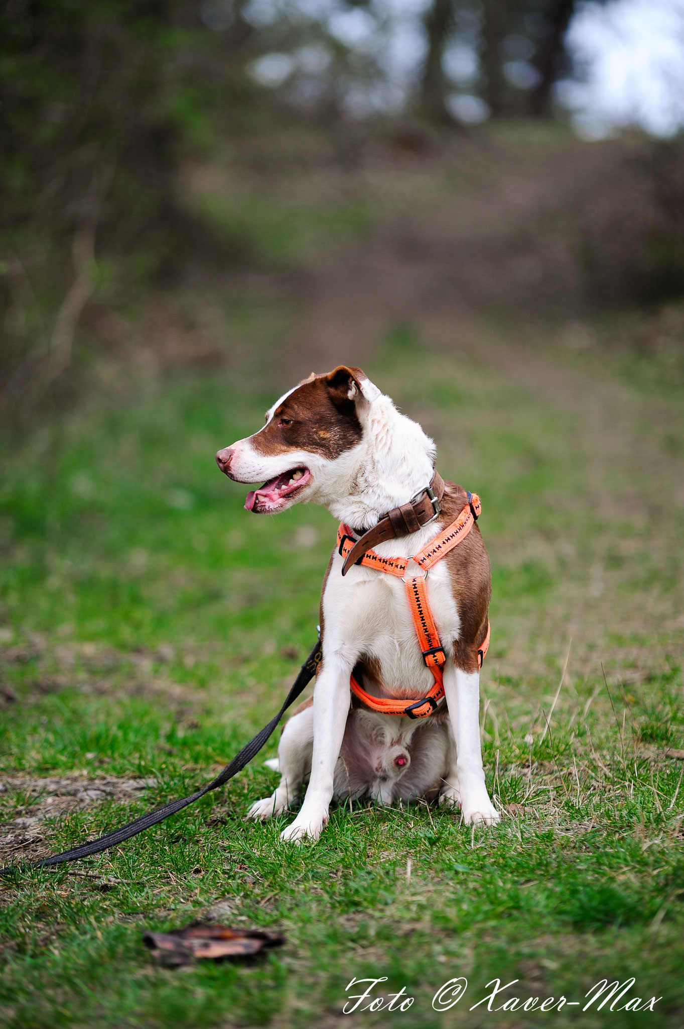 Caruso Aktiv für Hunde in Not