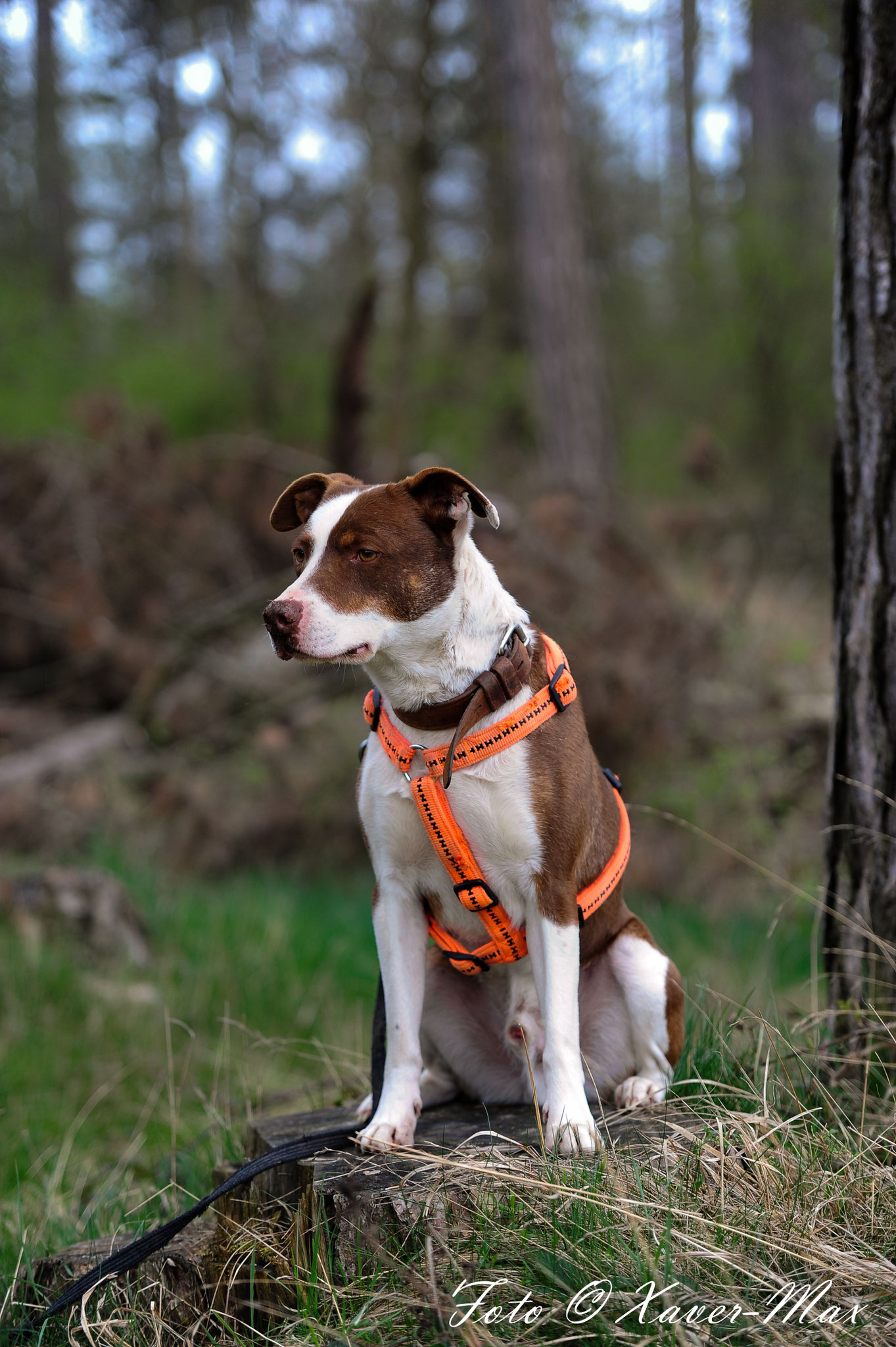 Caruso Aktiv für Hunde in Not