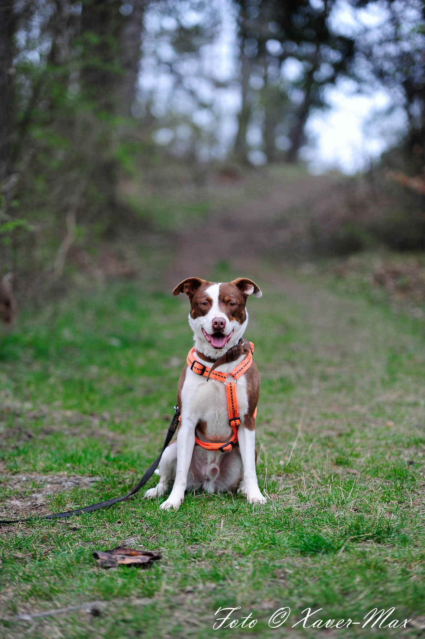 Caruso Aktiv für Hunde in Not