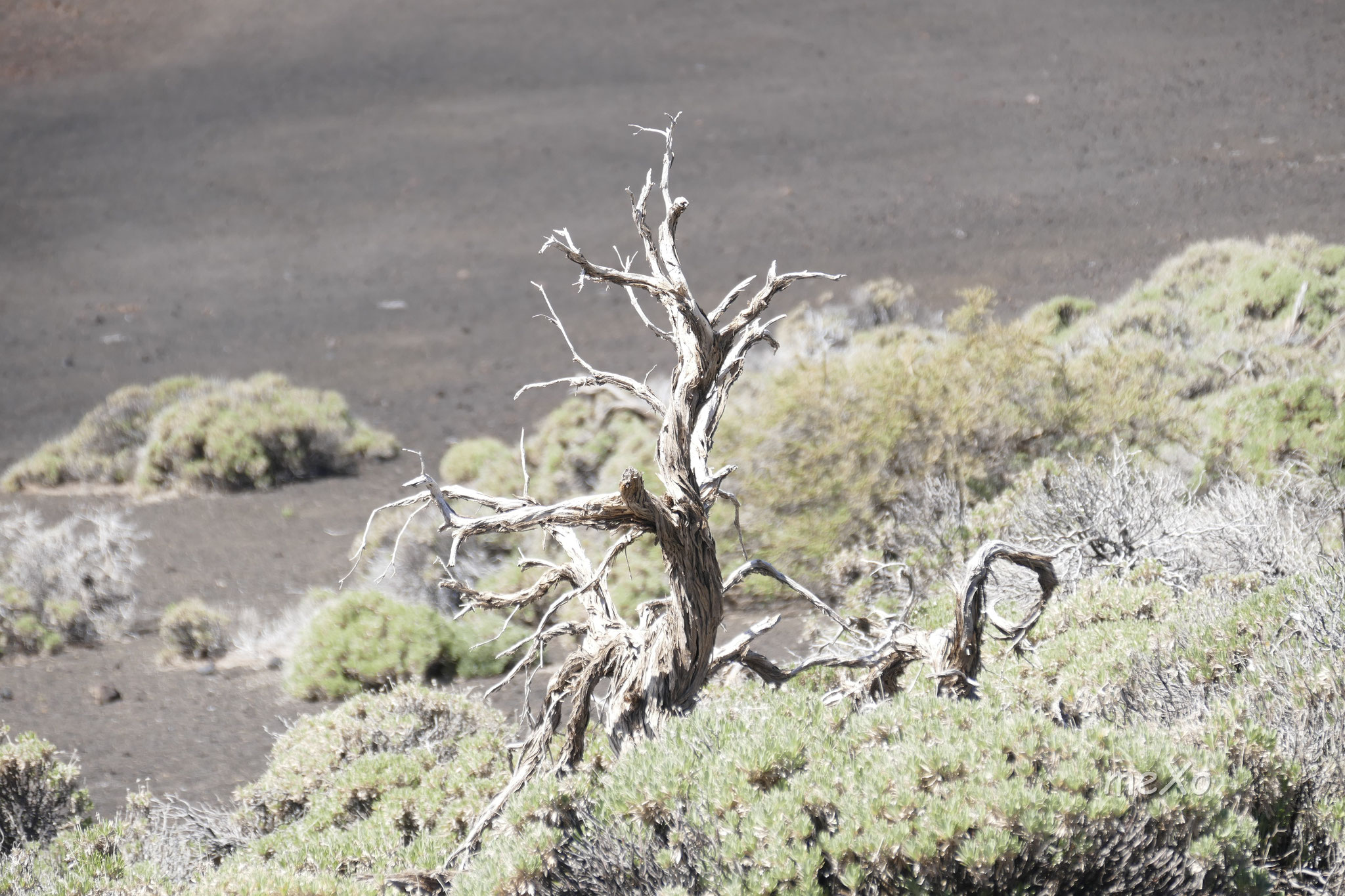 Ein Baum in seinem Nationalpark