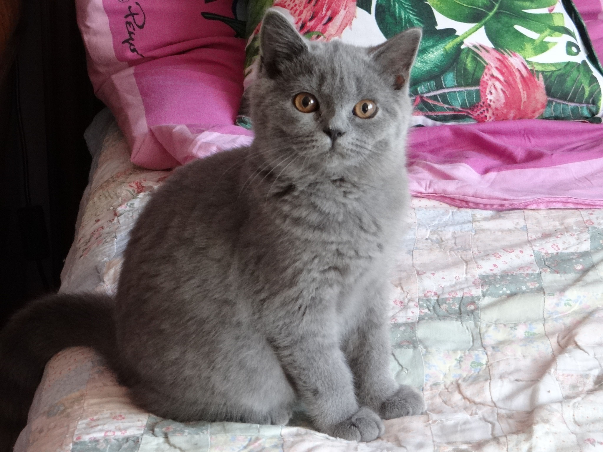 GREY Easy Bella*PL