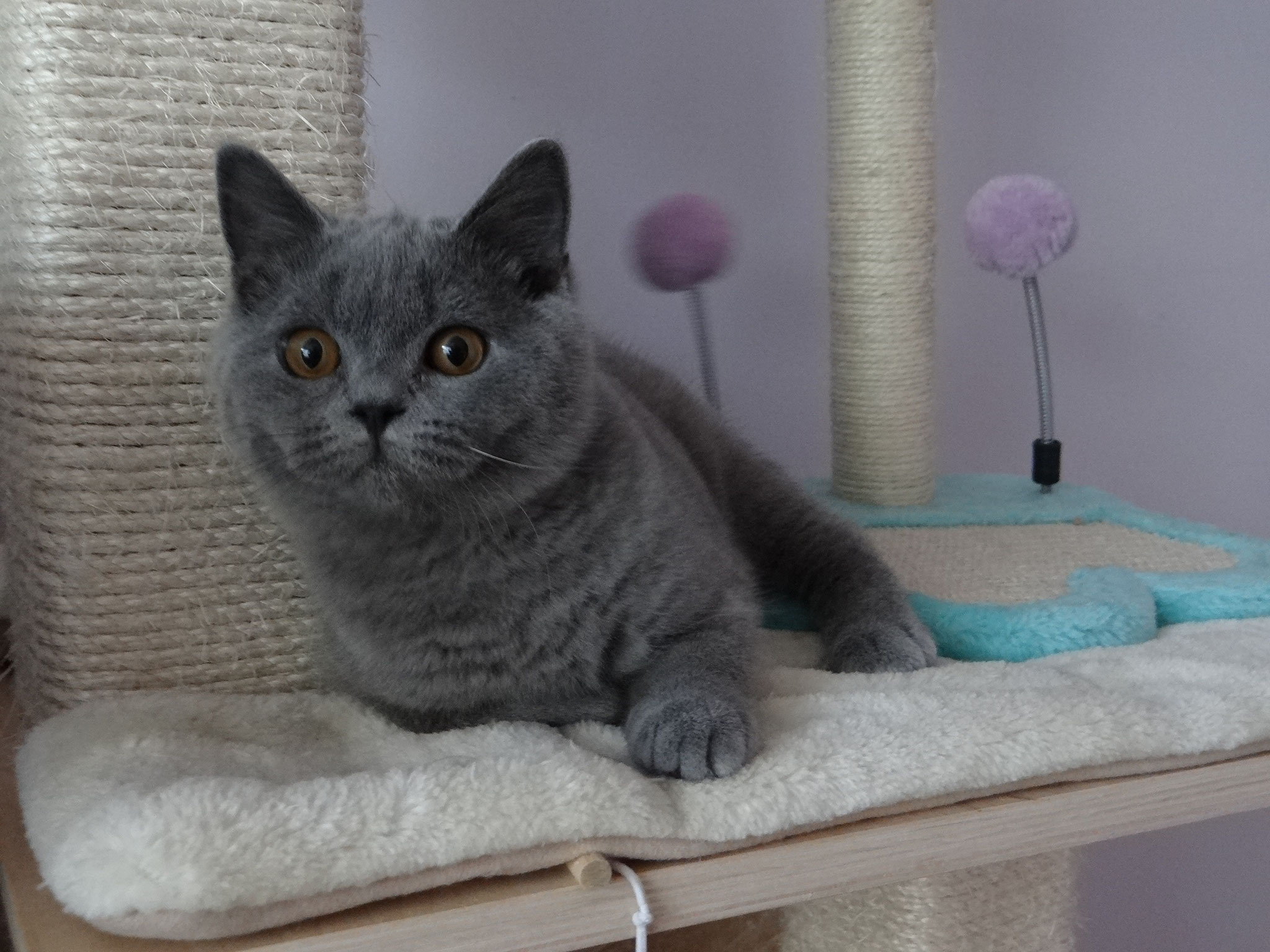 GREY Easy Bella*PL