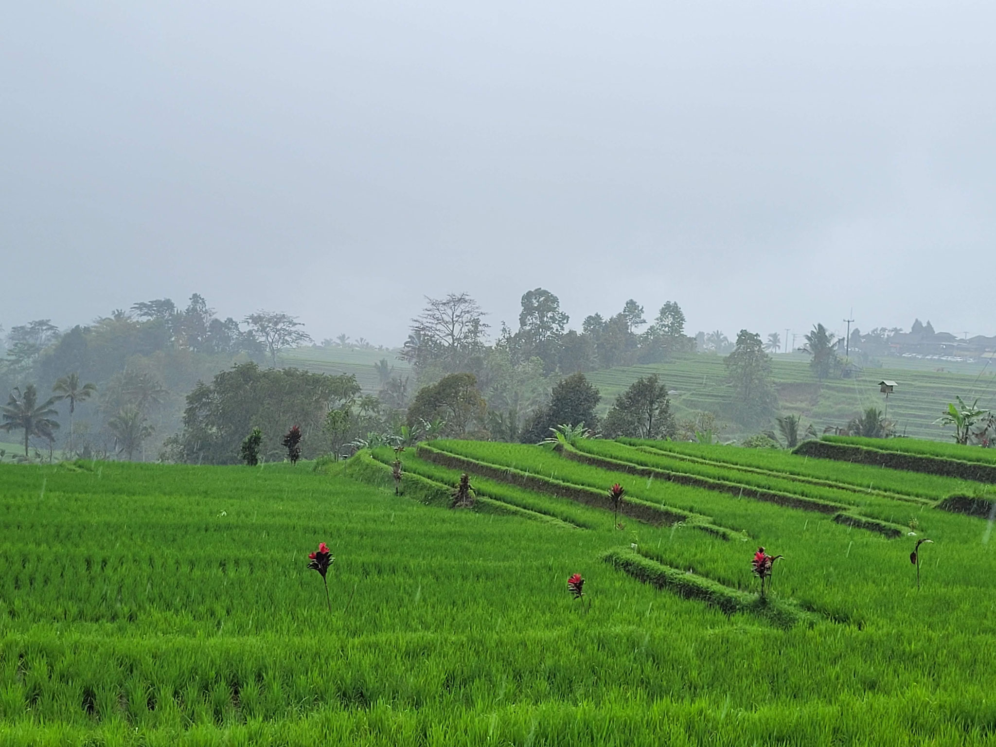 Jatiluwih Reisterassen, Unesco Weltkulturerbe