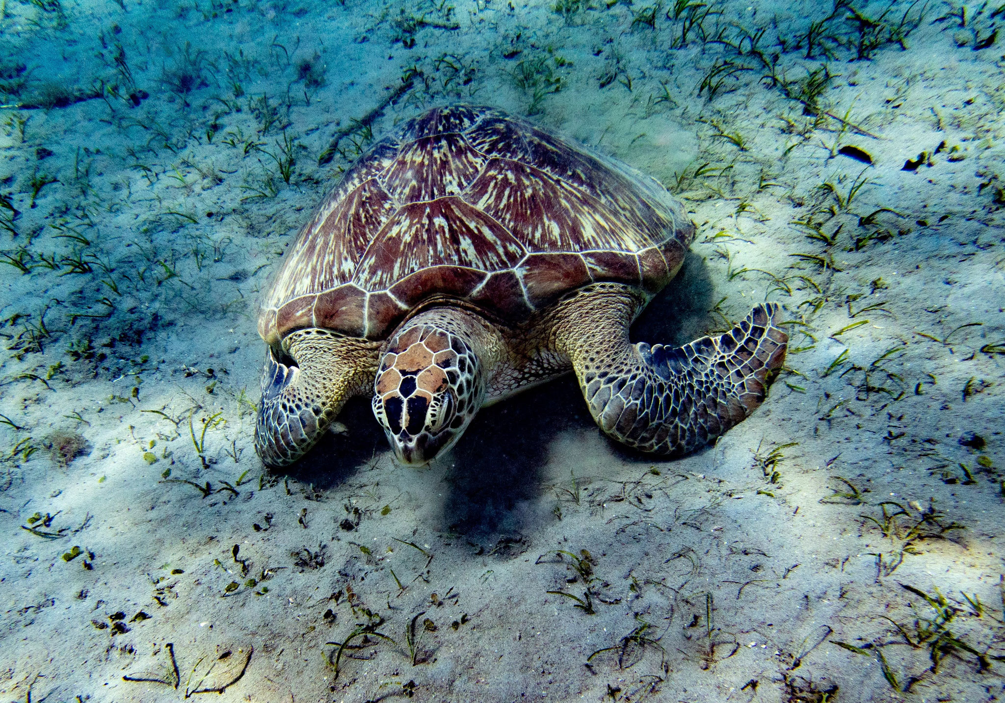 Karettschildkröte