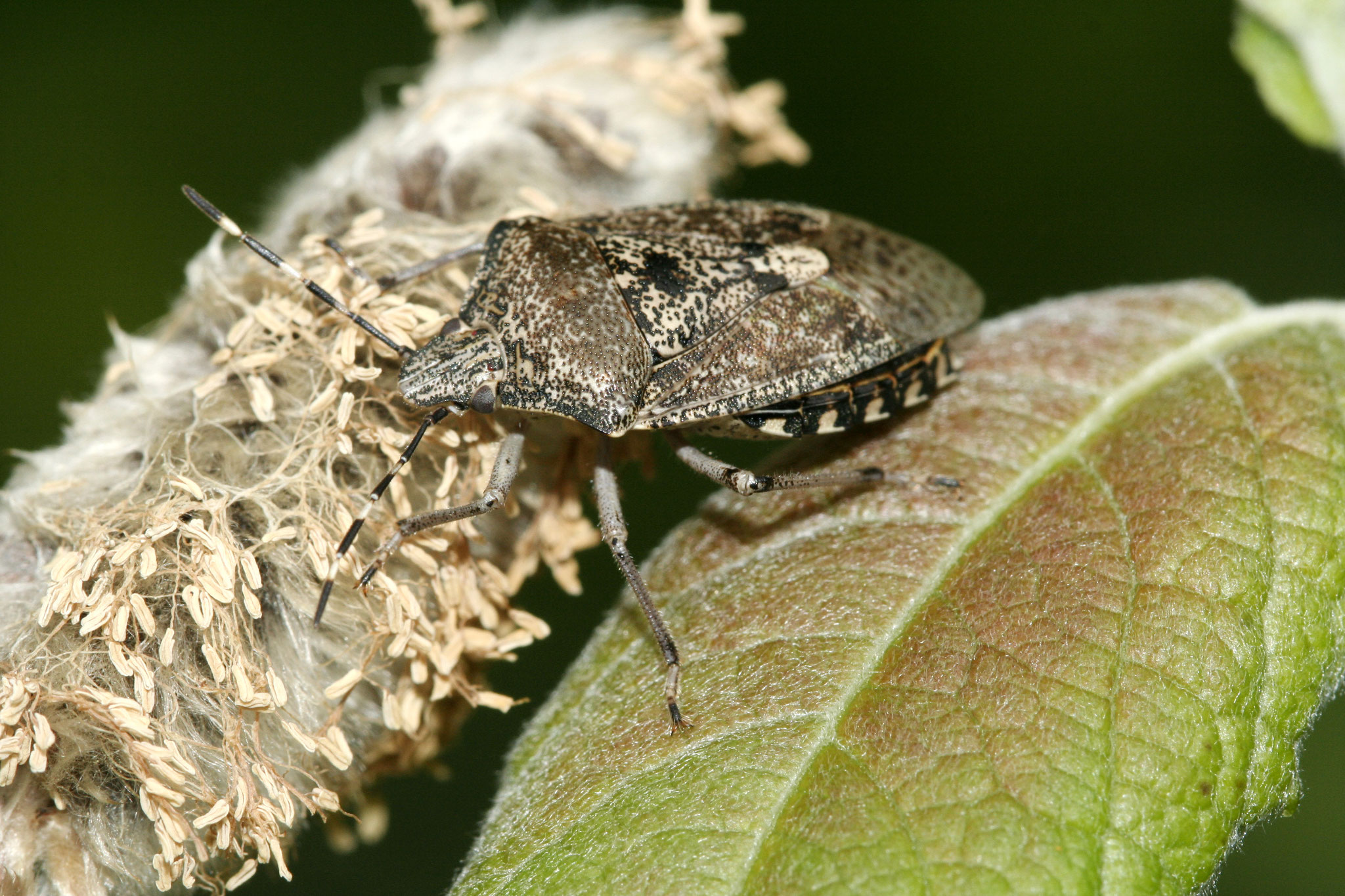 Eine graue Gartenwanze (Foto: Helge May)
