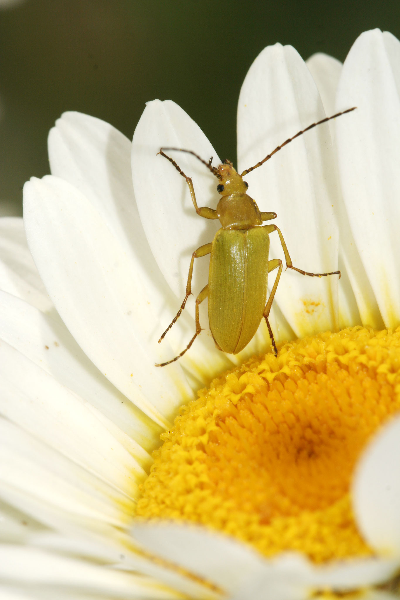 Der Schwefelkäfer auf einer Kamille (Foto: Helge May)