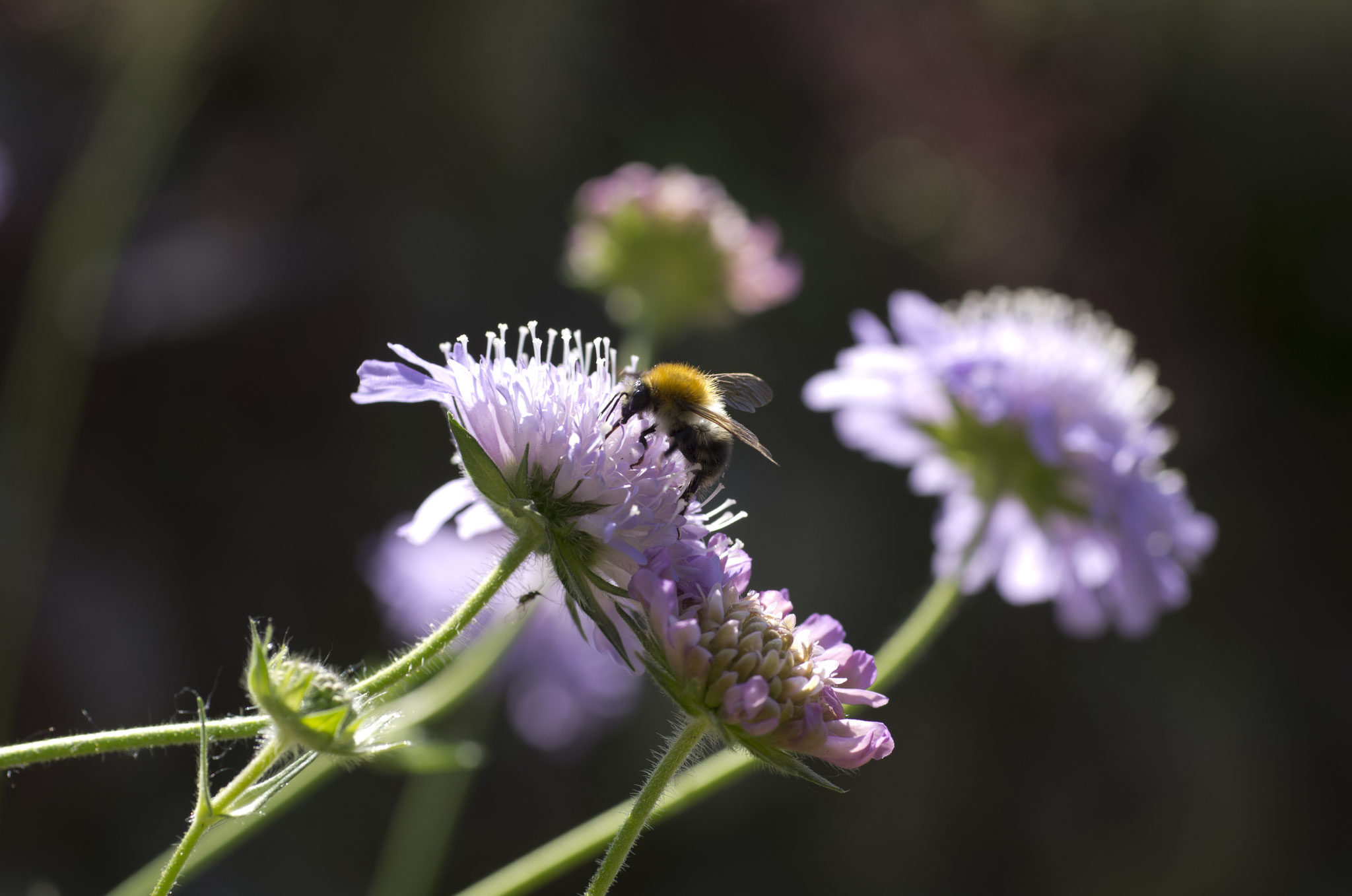 Eine Hummel sammelt Nektar auf einer Acker-Witwenblume (Foto: Thomas Dröse)
