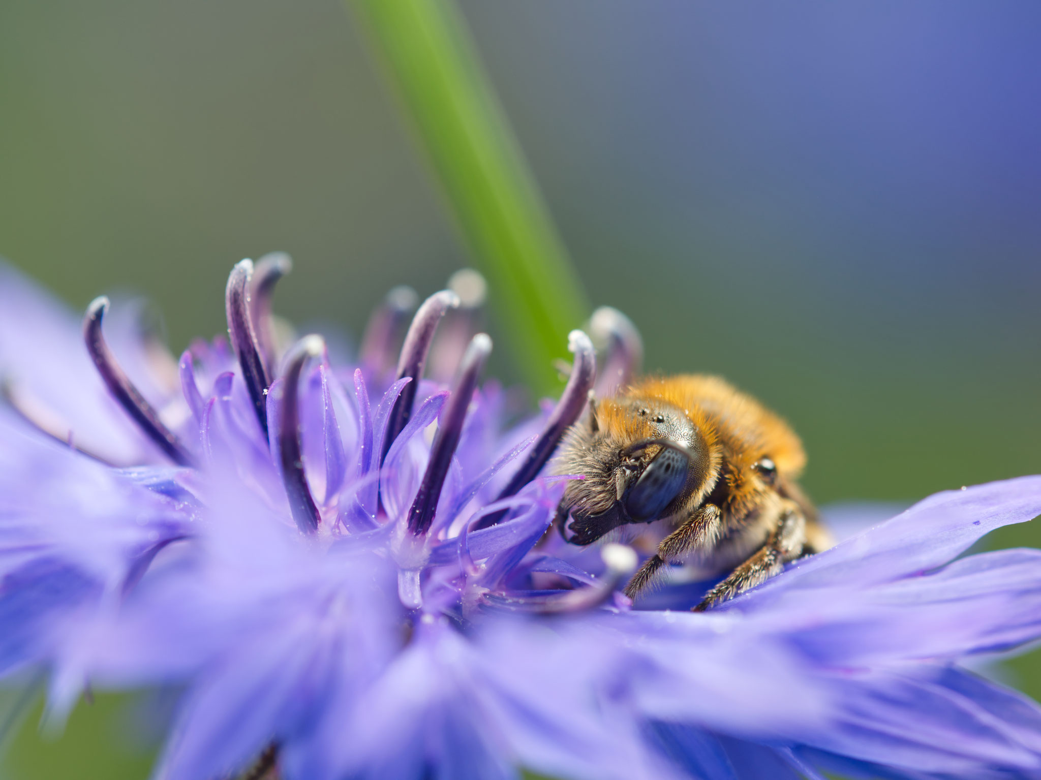 Eine Mauerbiene beim Sammeln (Foto: U.Püschel, L.Burghardt)