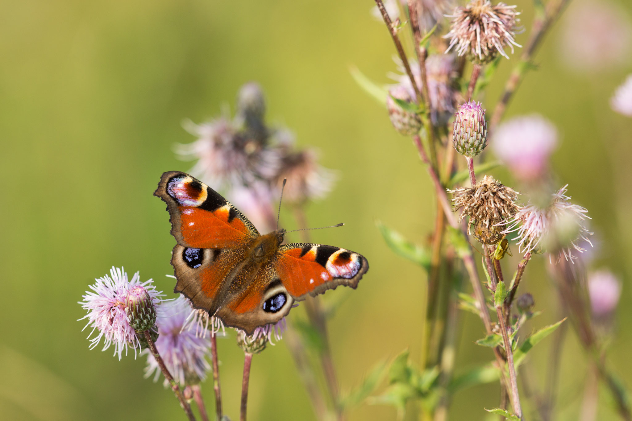 Tagpfauenauge auf einer Distel (Foto: Klemens Karkow)