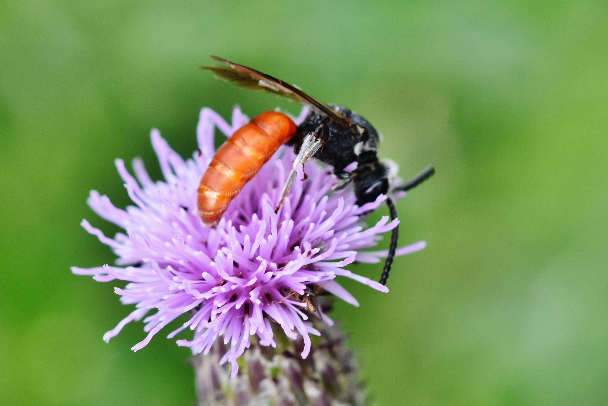 Eine Blutbiene auf einer Acker-Kratzdistel (Foto: Peter Bixius)