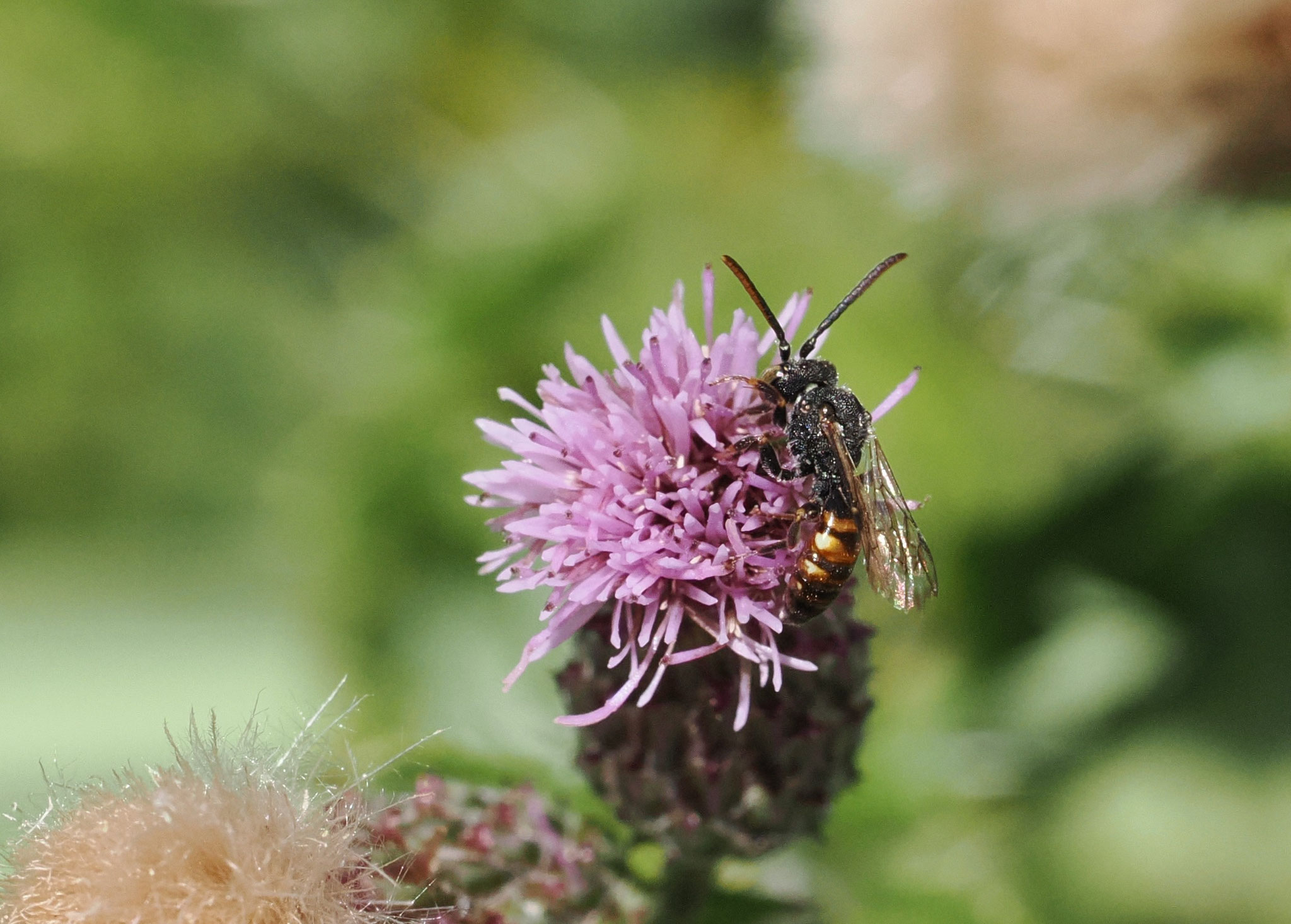 Gelbfleckige Wespenbiene (Nomada flavoguttata) Foto: Frank Hartfeld