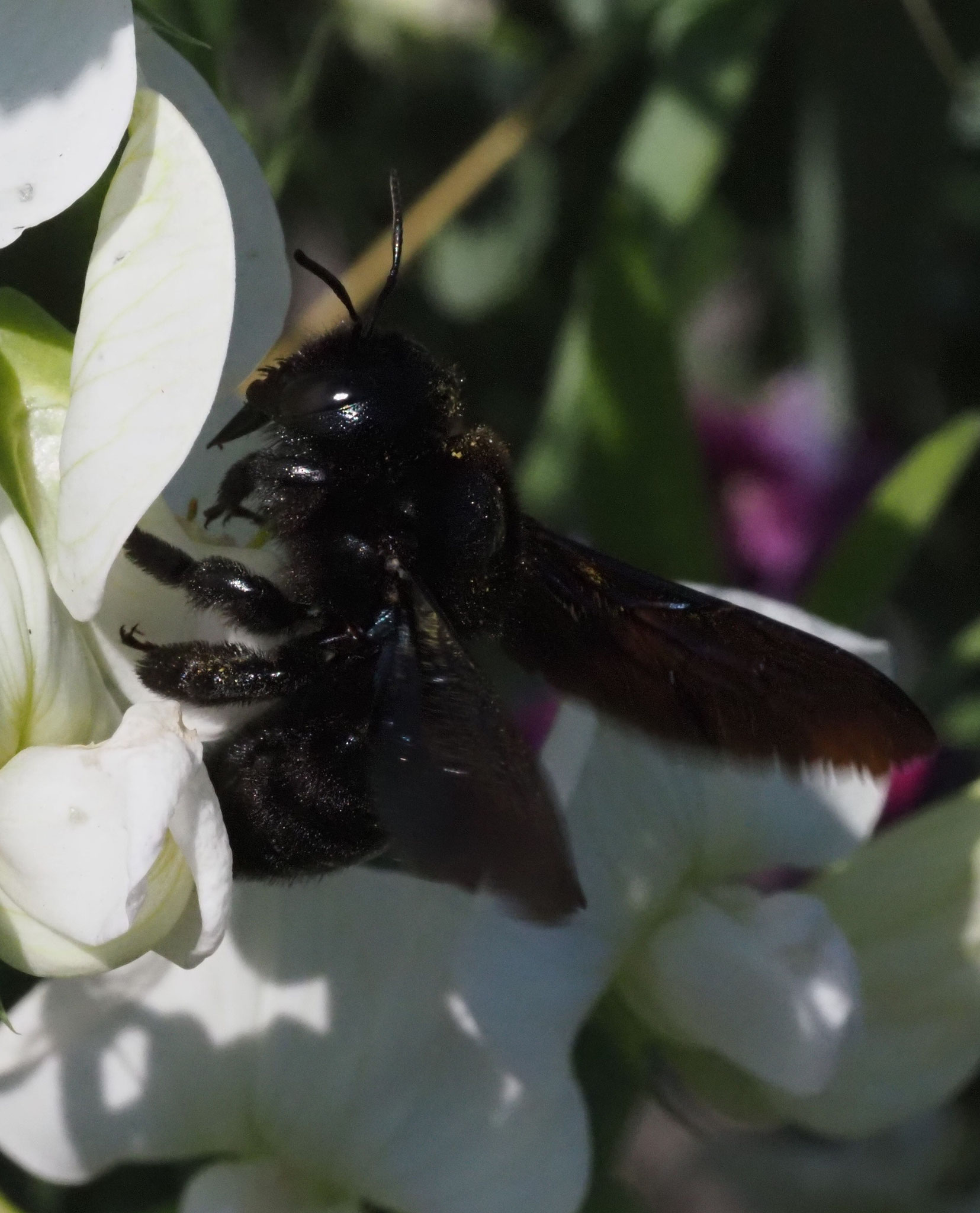 Blauschwarze Holzbiene (Xylocopa violacea) Foto: Frank Hartfeld