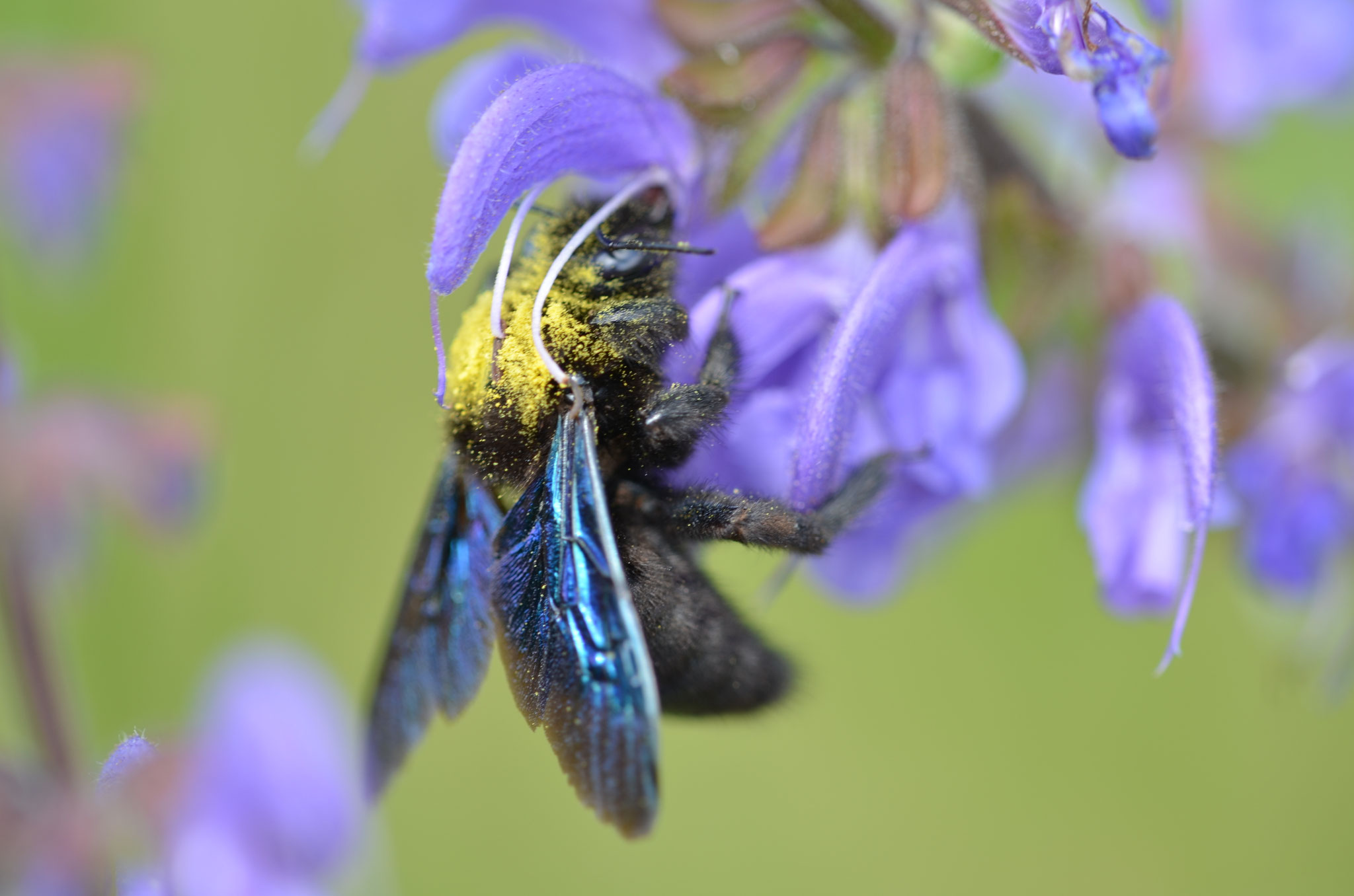 Eine Holzbiene an einem Wiesen-Salbei (Foto:Heinz Strunk)