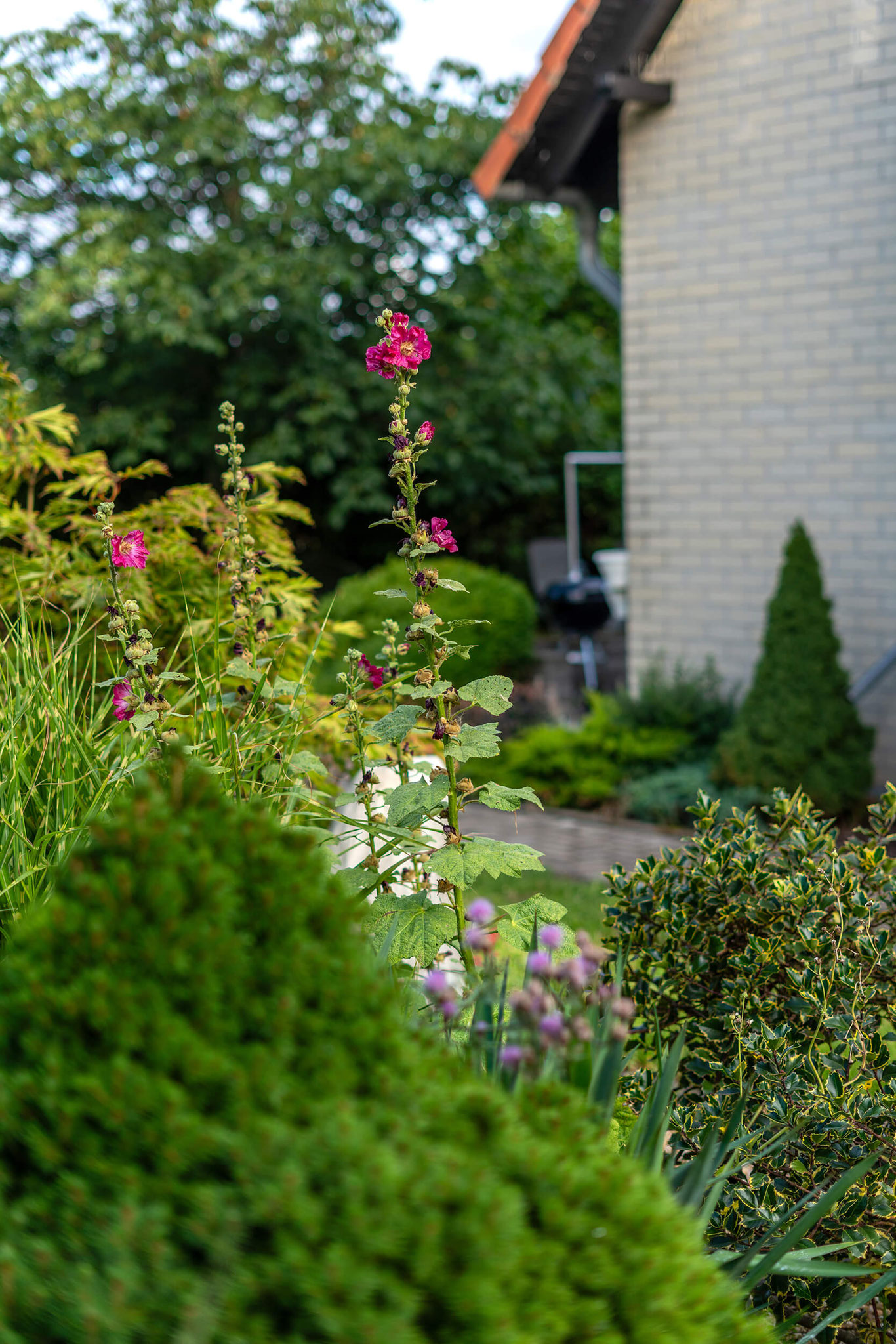 Blick in den Garten