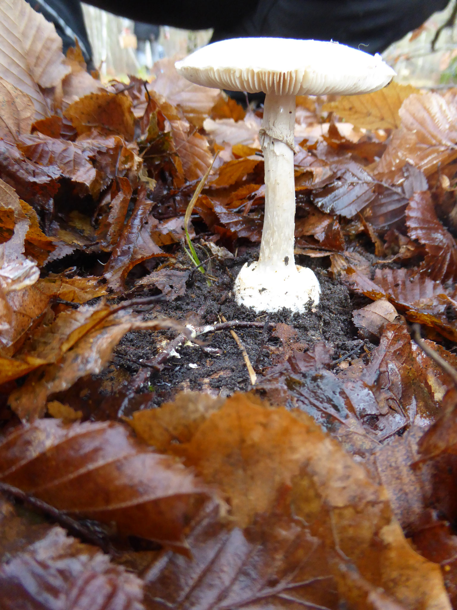 Gelber Knollenblätterpilz